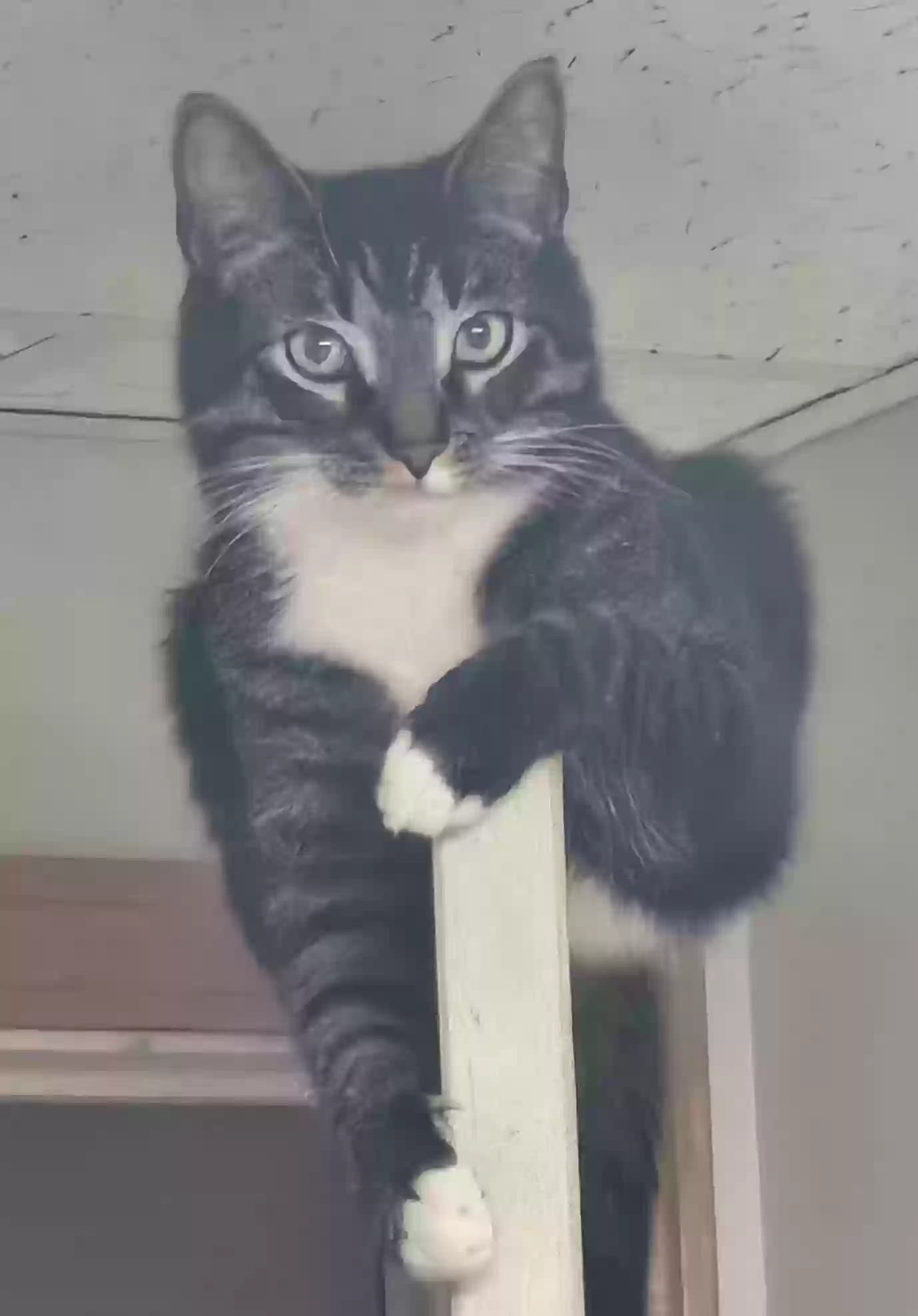 Tigger, back home in Ohio