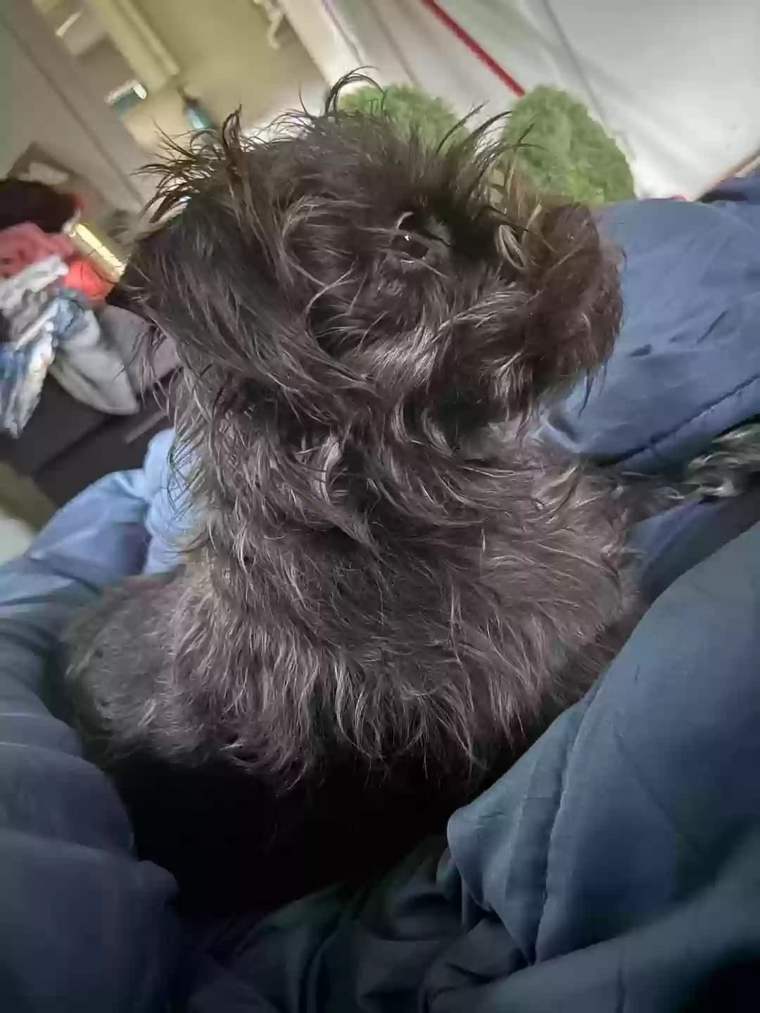 Ripley, back home in Florida