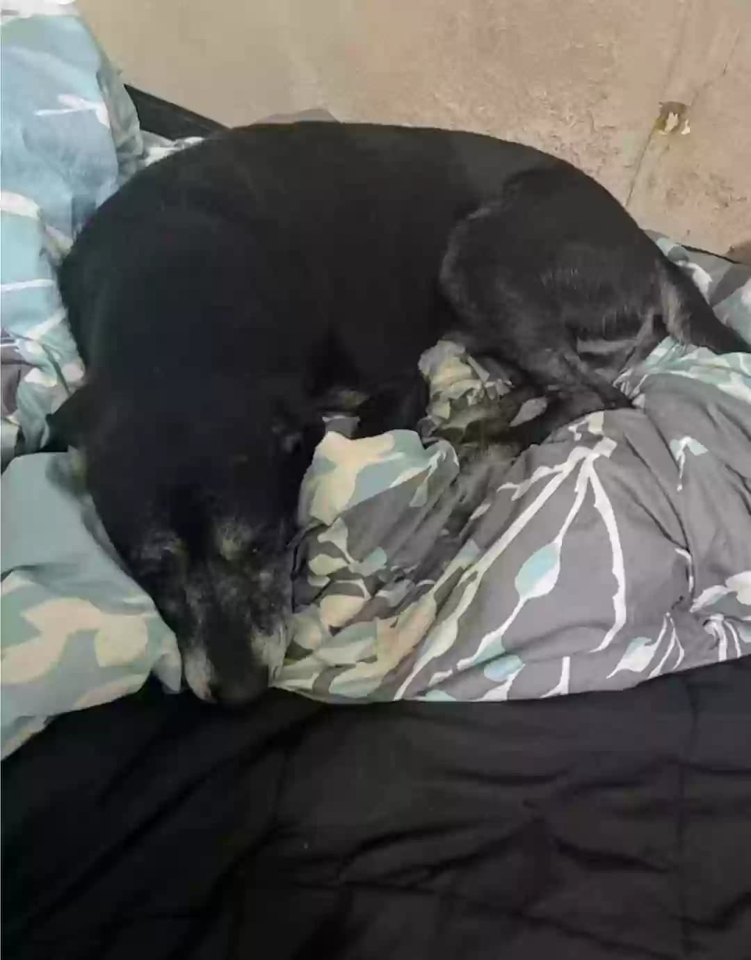 Lancelot (Lance), back home in Florida