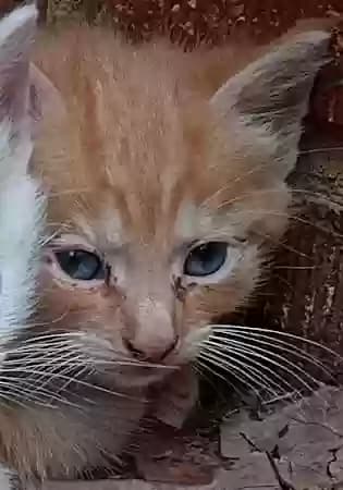 Lil Tabby, back home in North Carolina