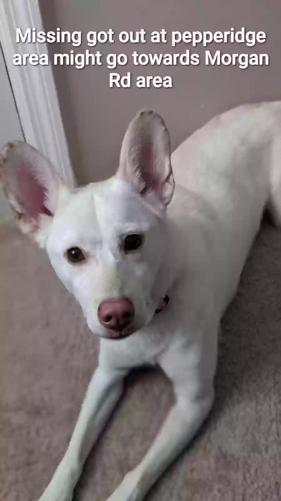 Leela, back home in Georgia