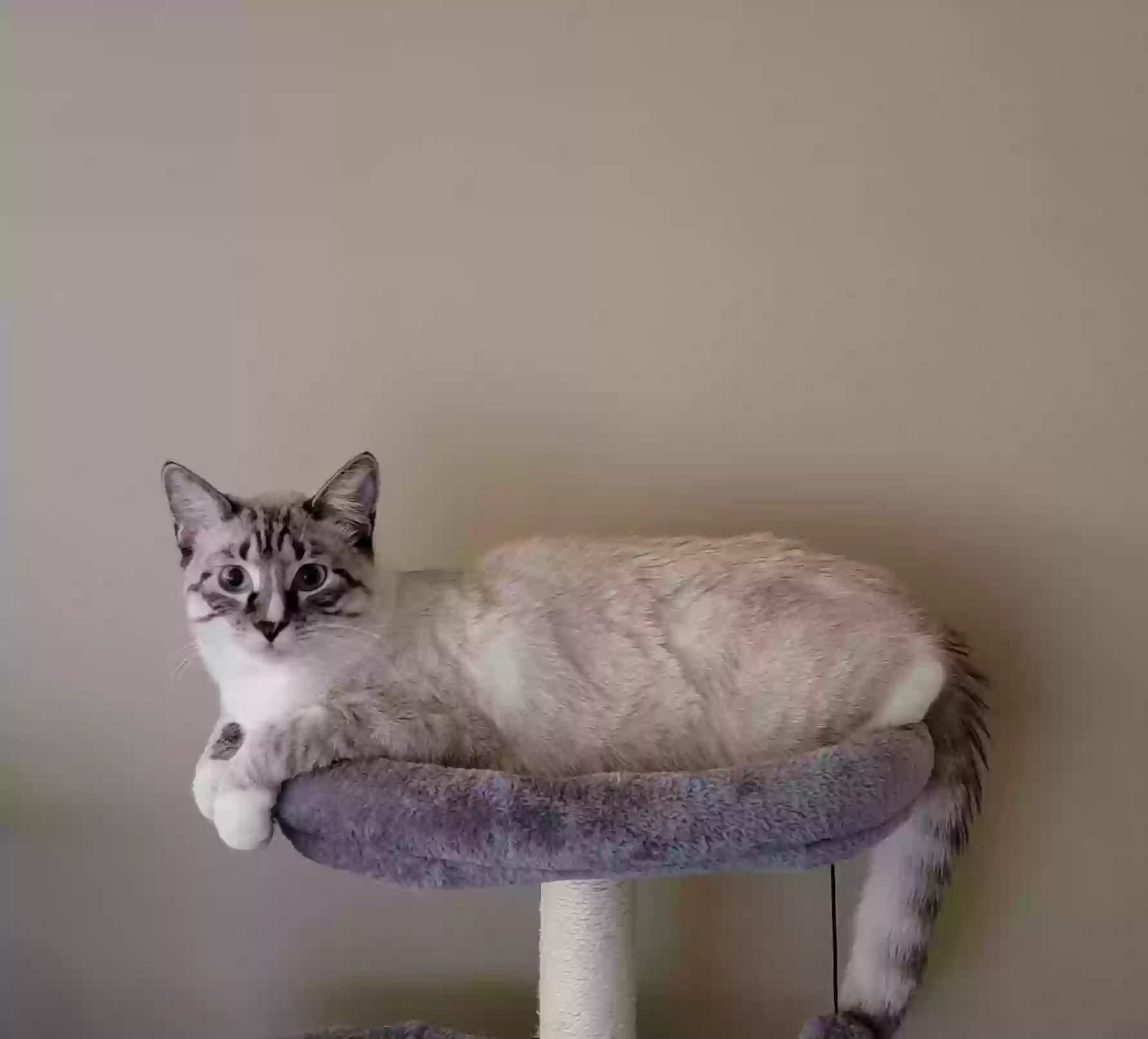 Luna, back home in Utah