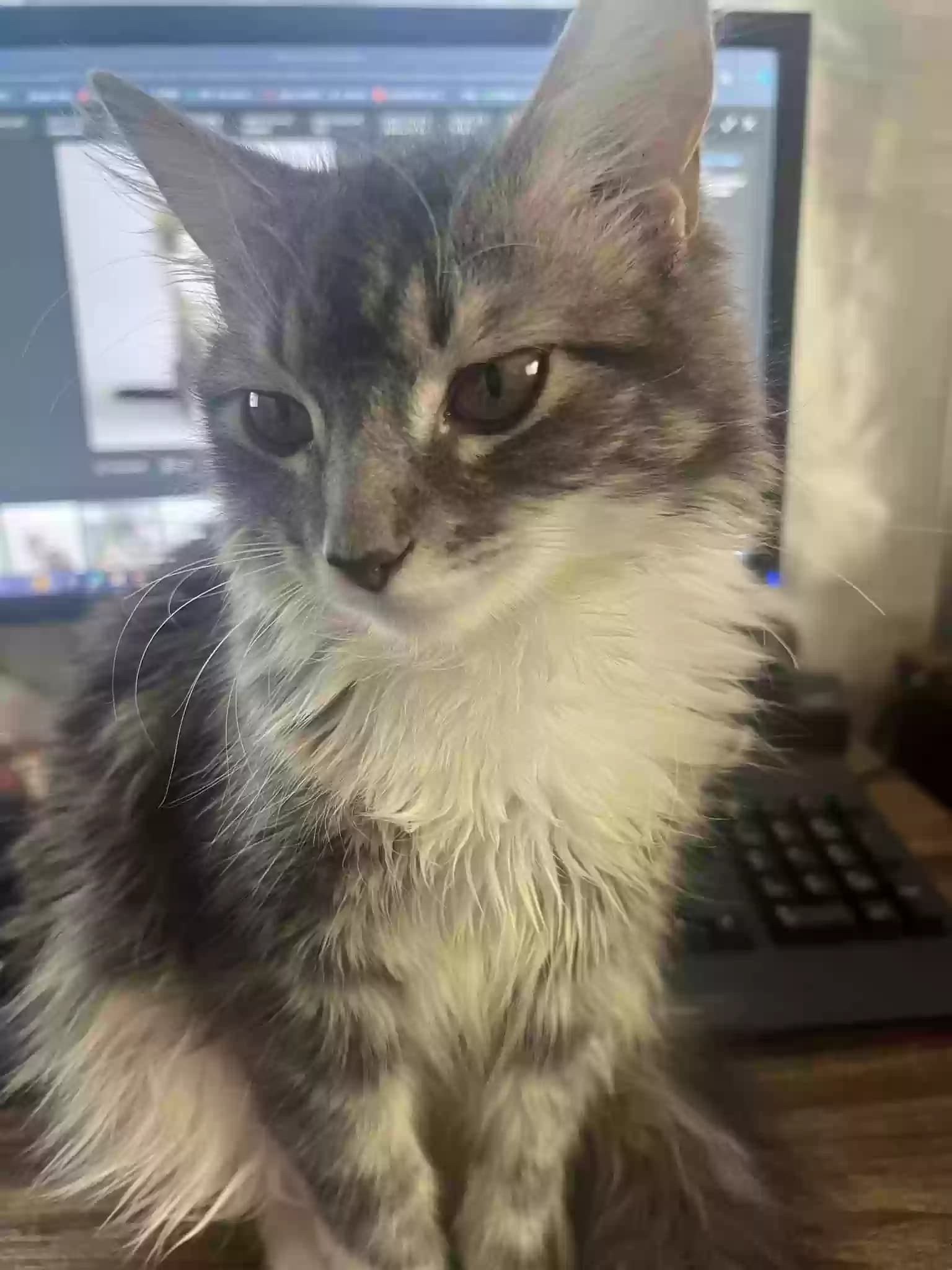 Smokey, back home in Ohio