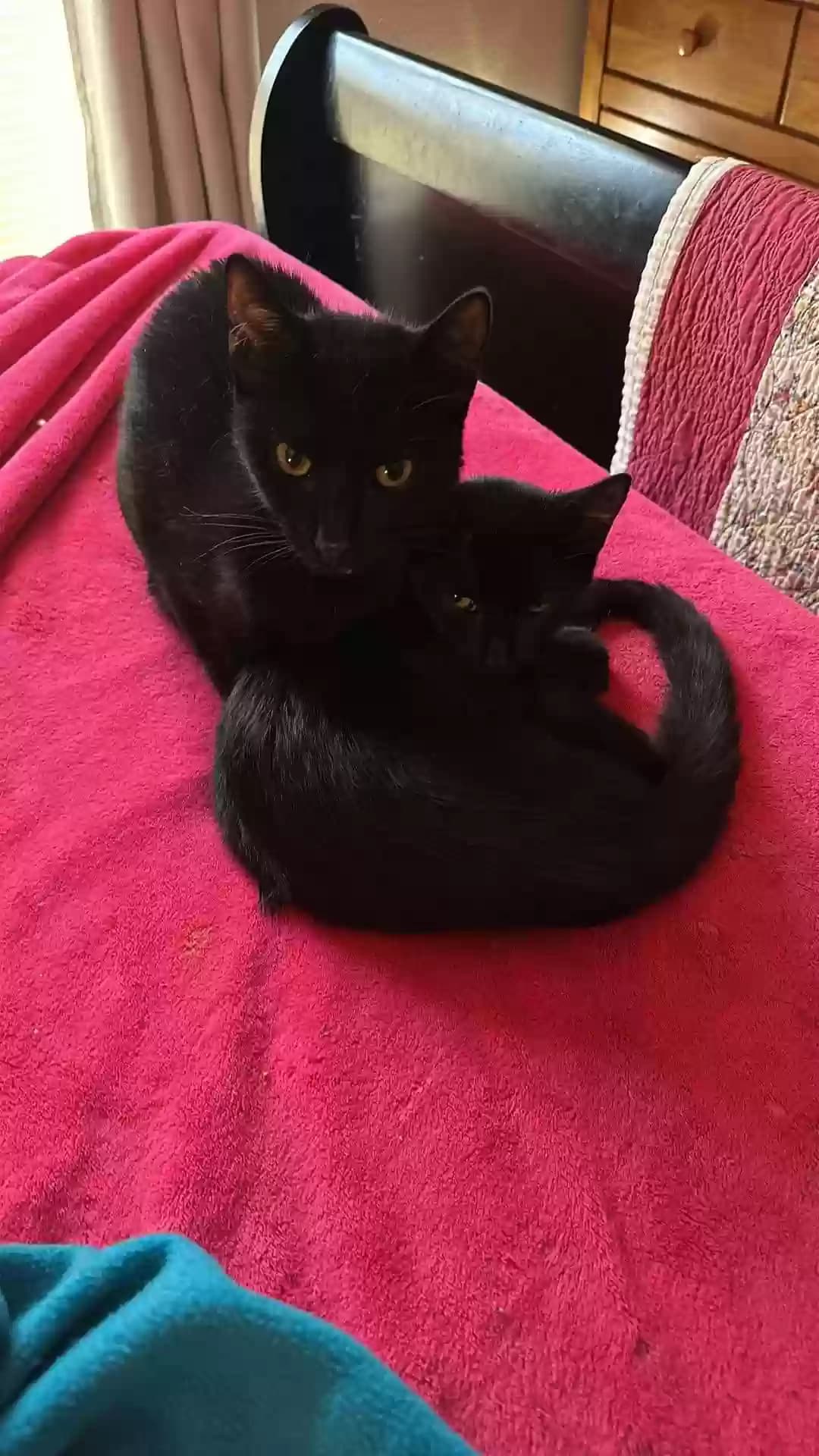 Binx, back home in Florida