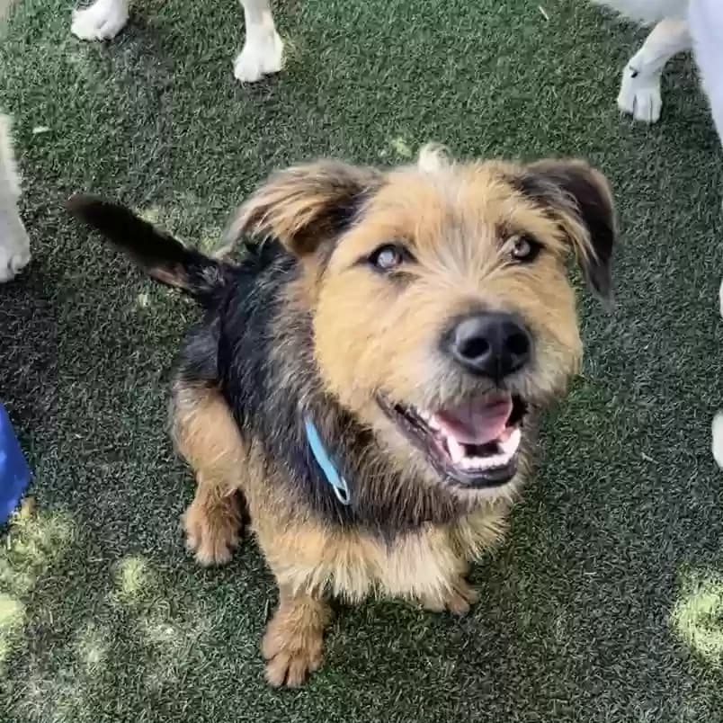 Alfie, back home in Colorado