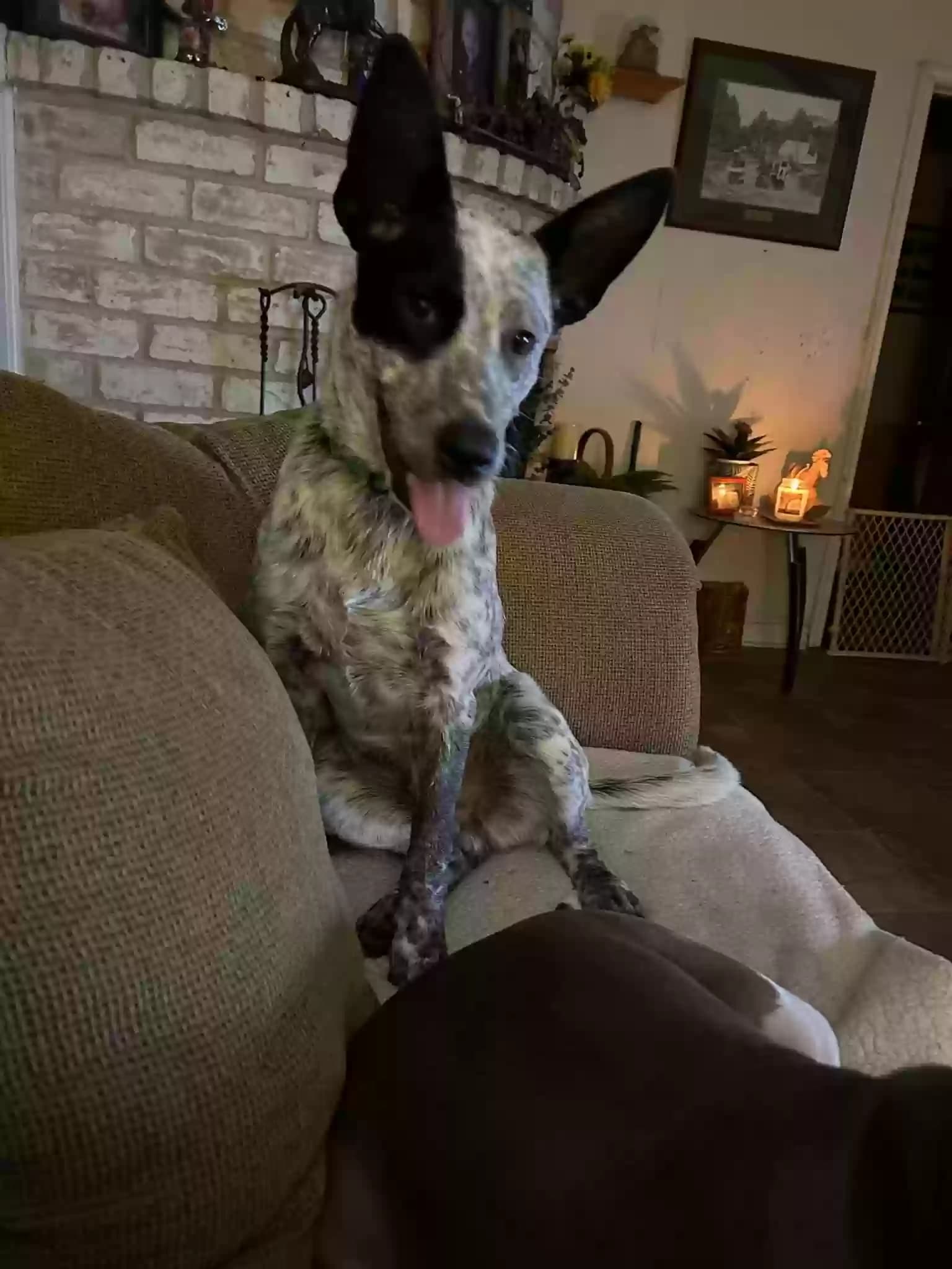 ZIPPY, back home in Texas