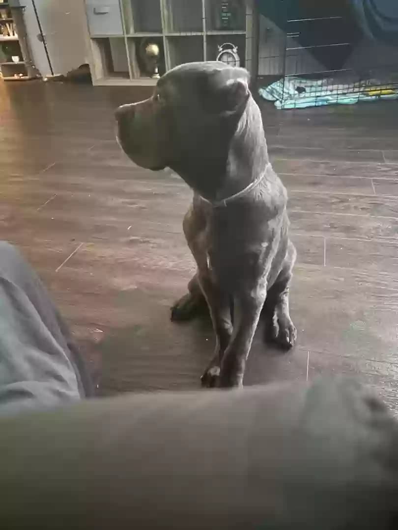 Skye, back home in Texas