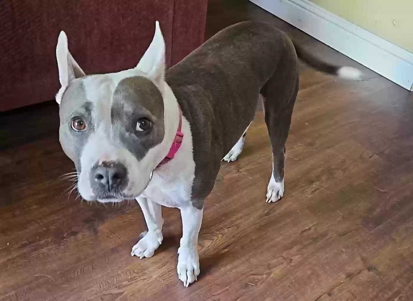 Annie, back home in Washington