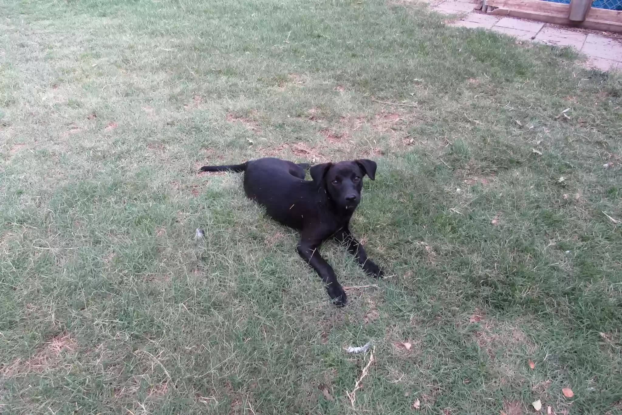 Found Pet, back home in New Mexico