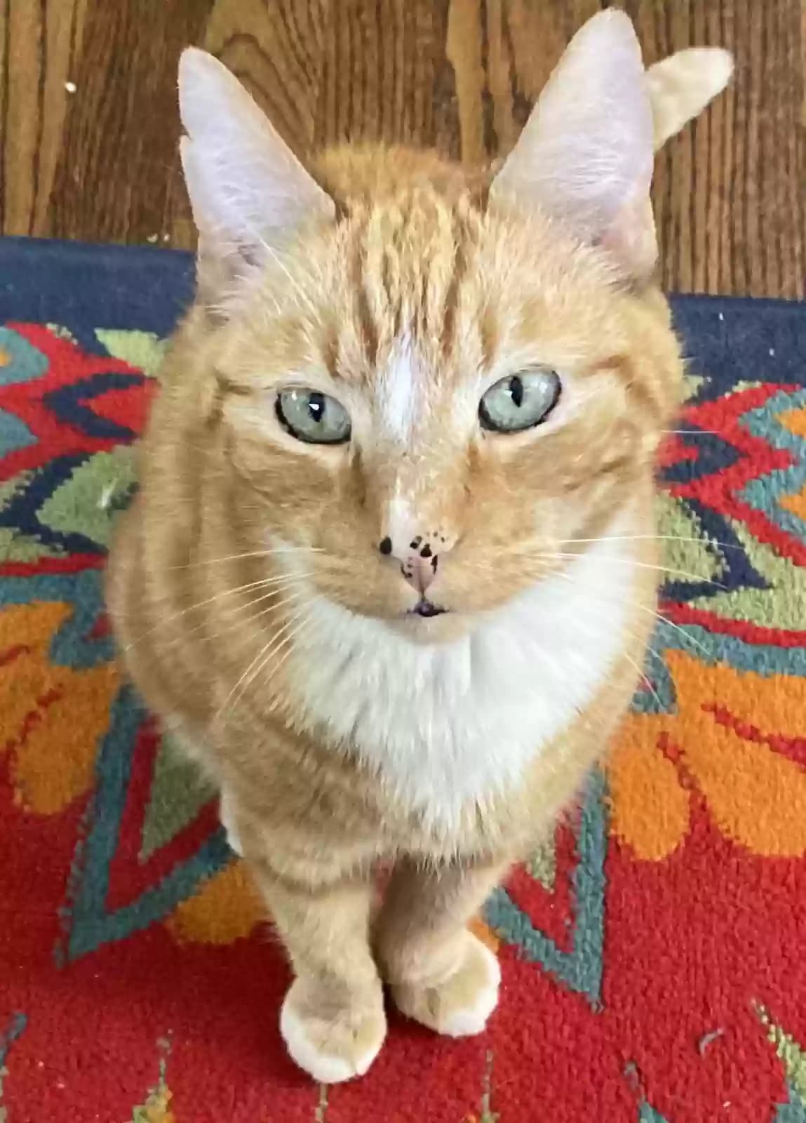 Cooper, back home in Washington
