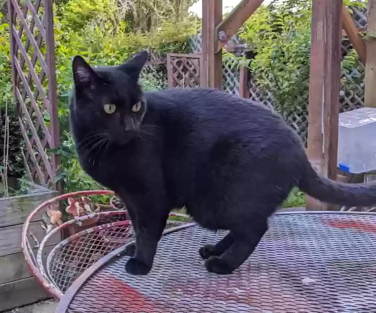Binx, back home in California