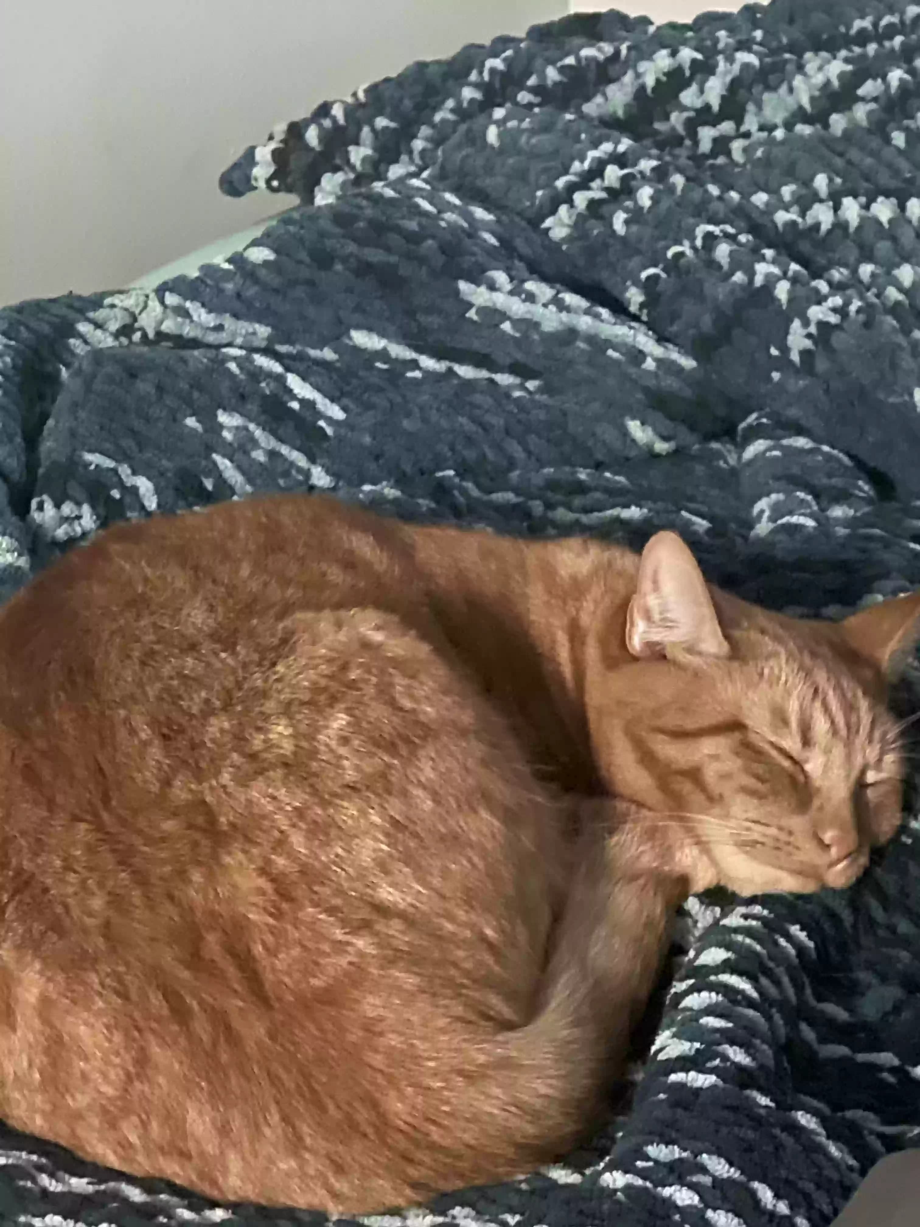 Jasper, back home in Pennsylvania