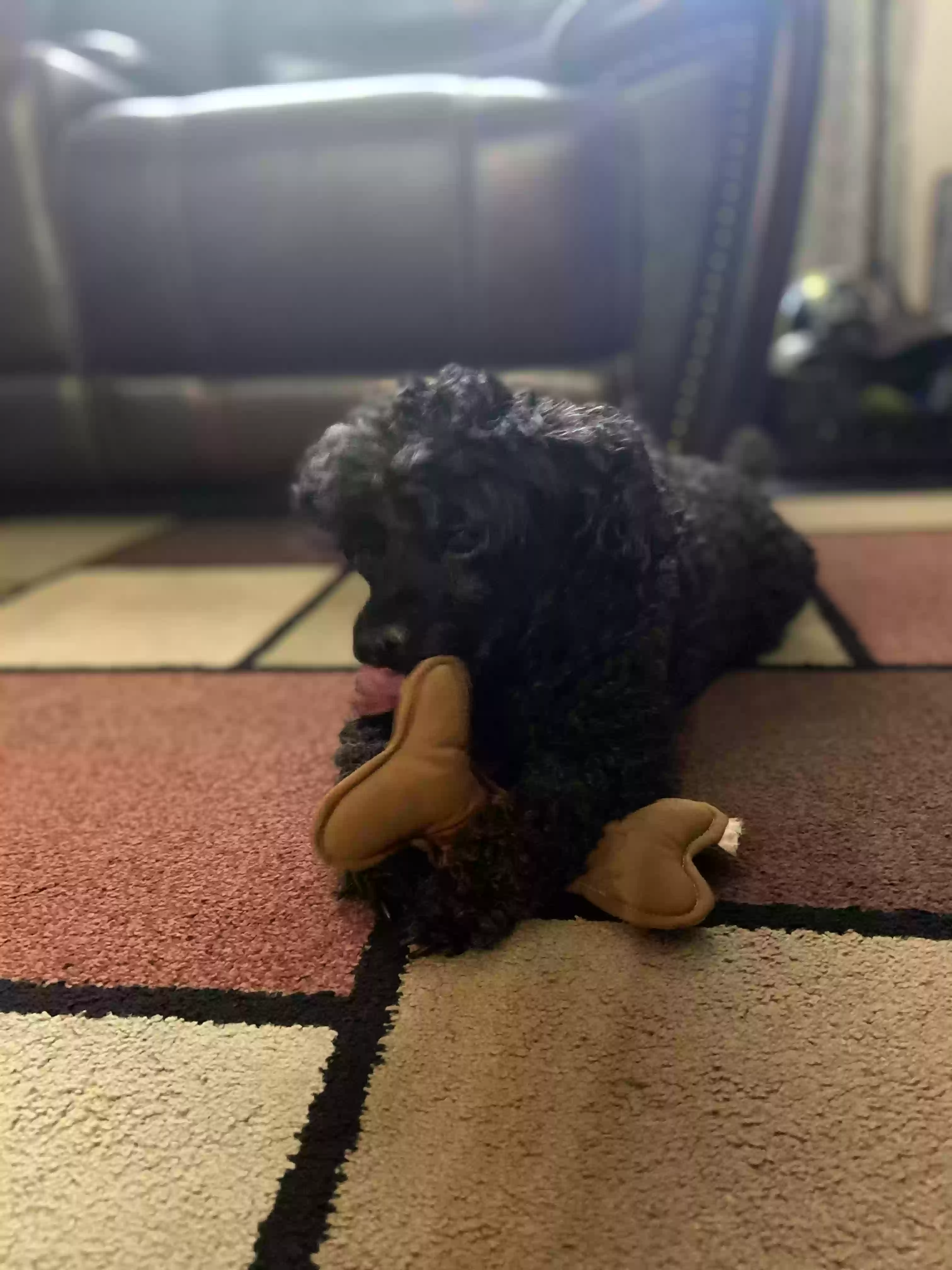 Tico, back home in Texas