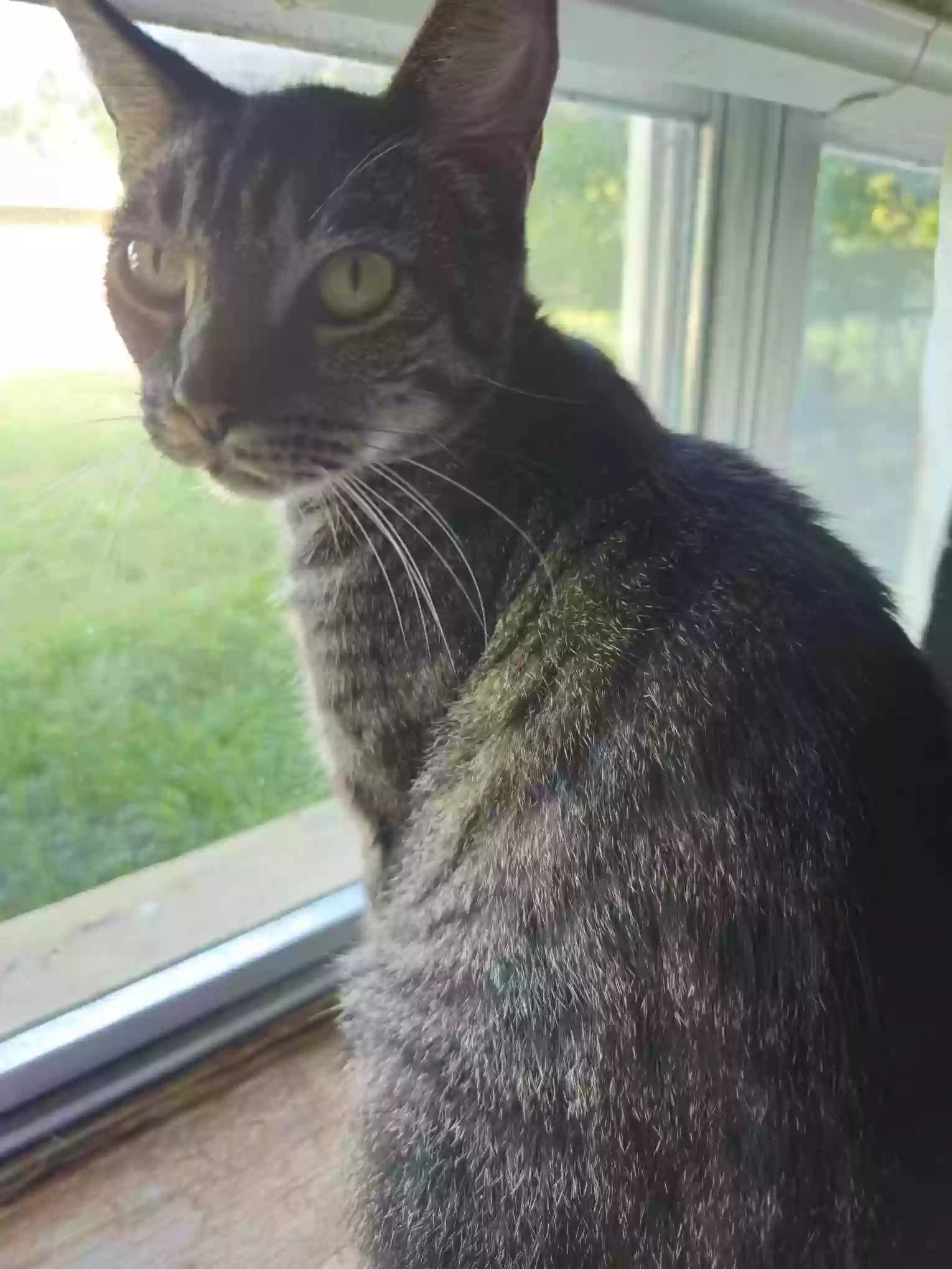 Sulli (SUE-lee), back home in Texas