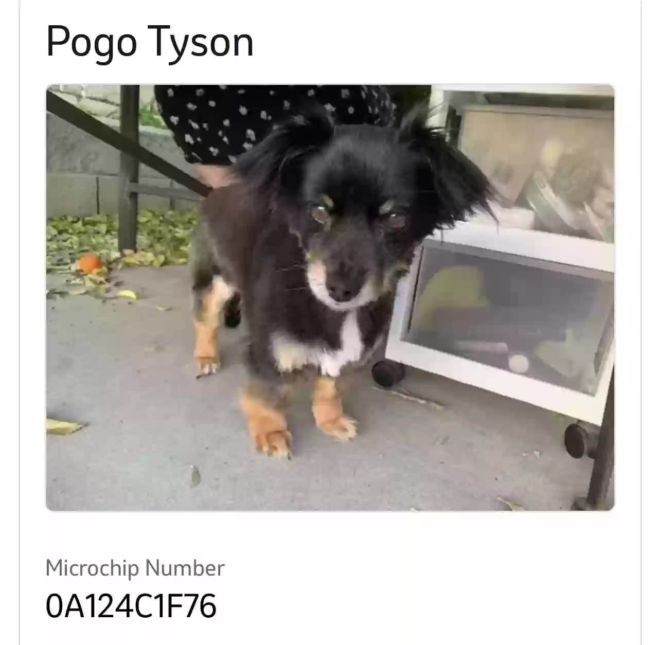 Pogo, back home in California