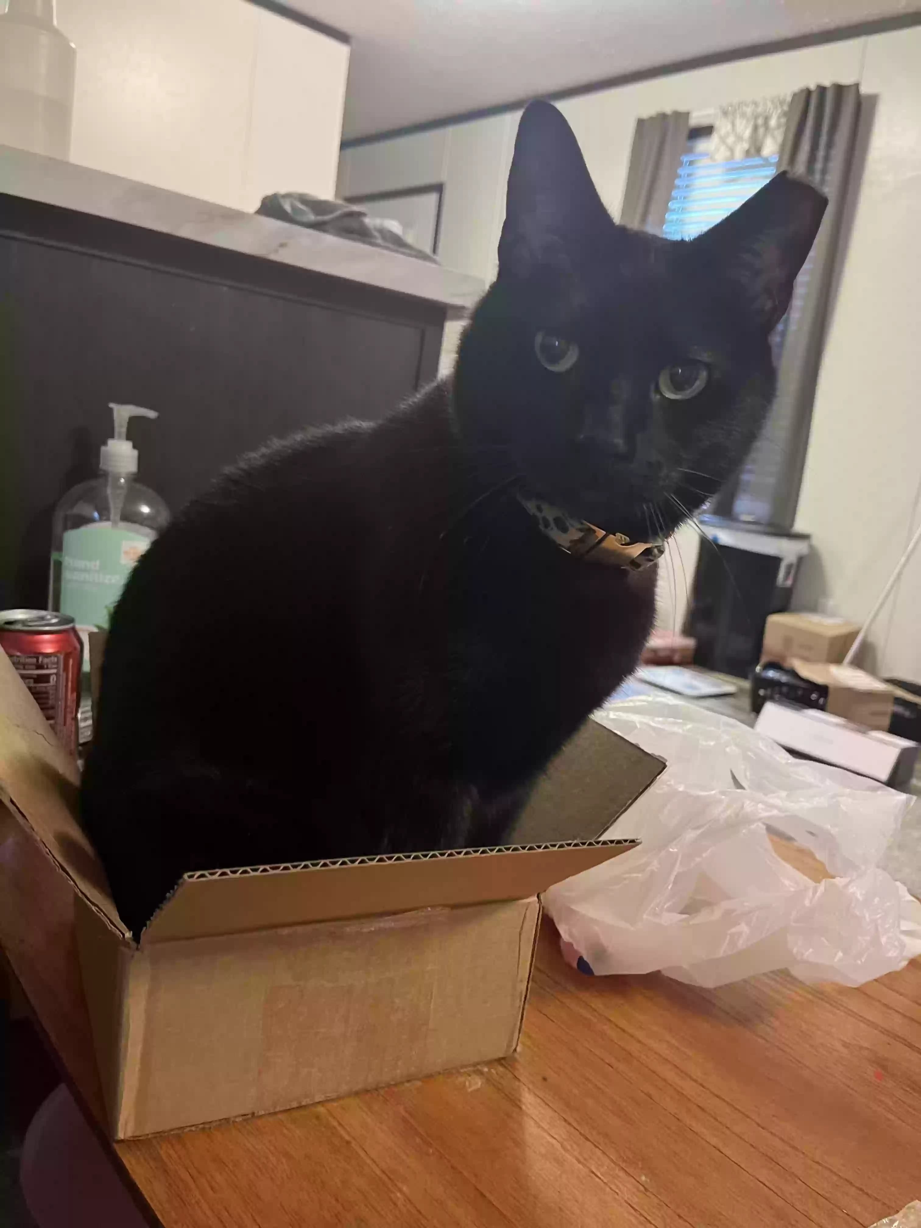 Panther, back home in Michigan