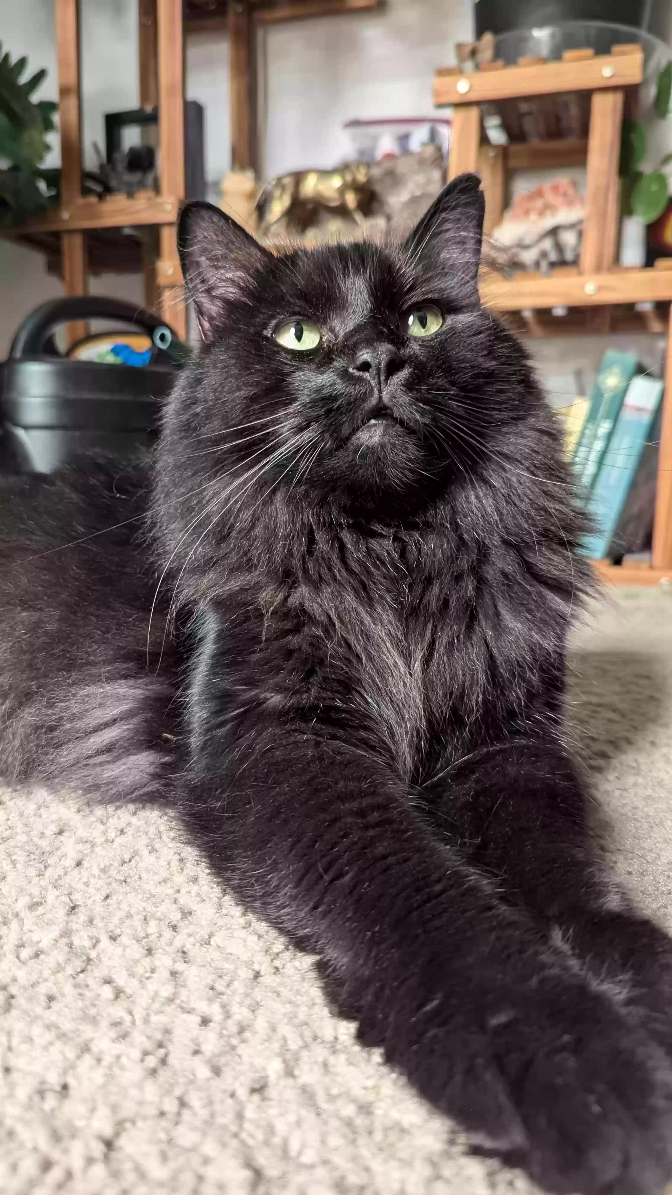 Outlaw, back home in Colorado