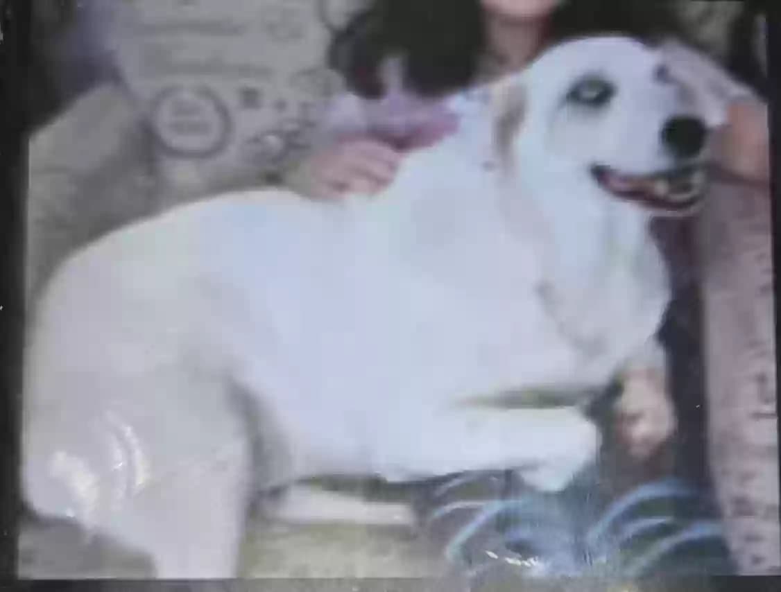 Snowball, back home in California
