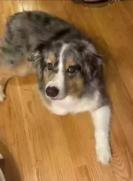 Baloo, back home in Michigan