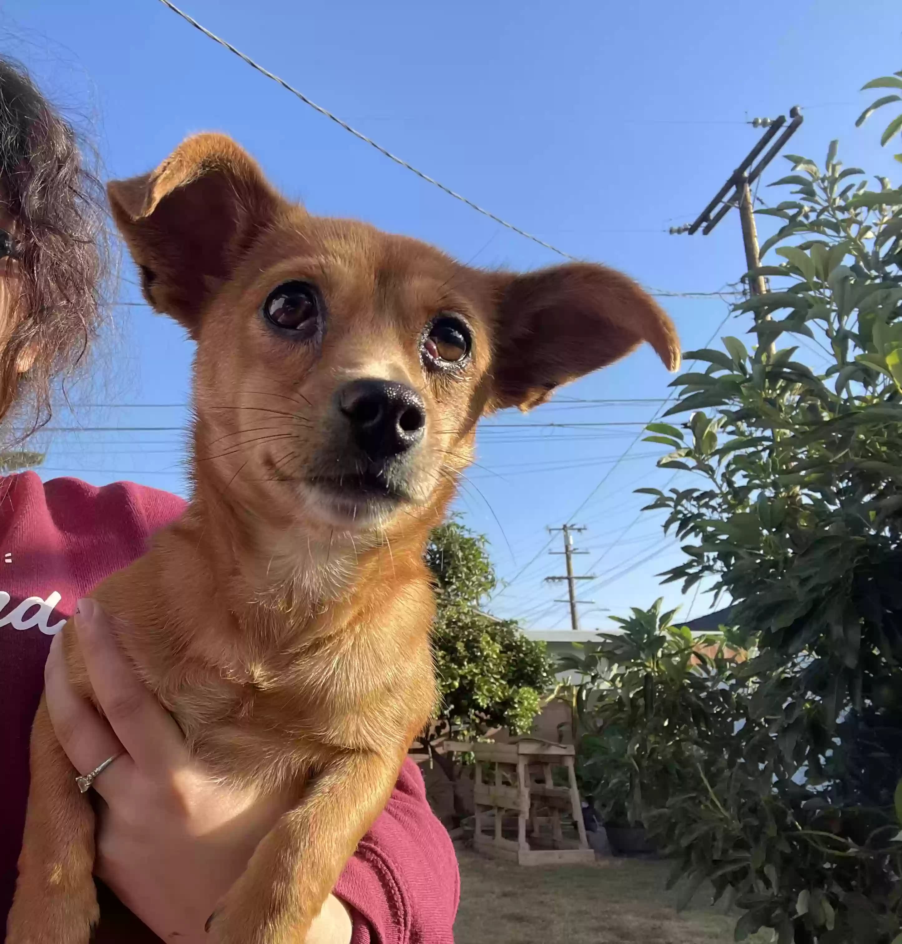 Cinnamon, back home in California