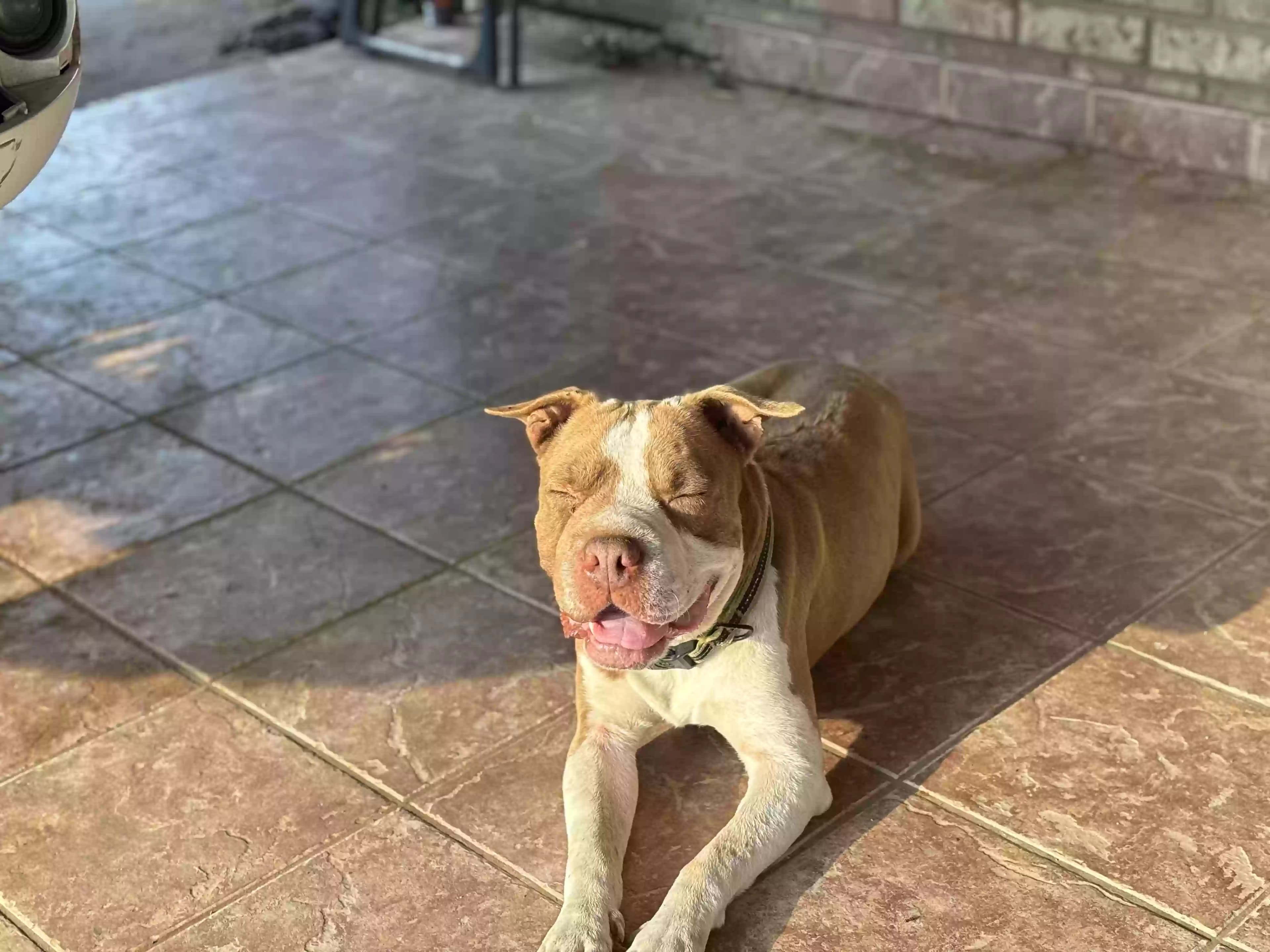 Bruno, back home in Texas