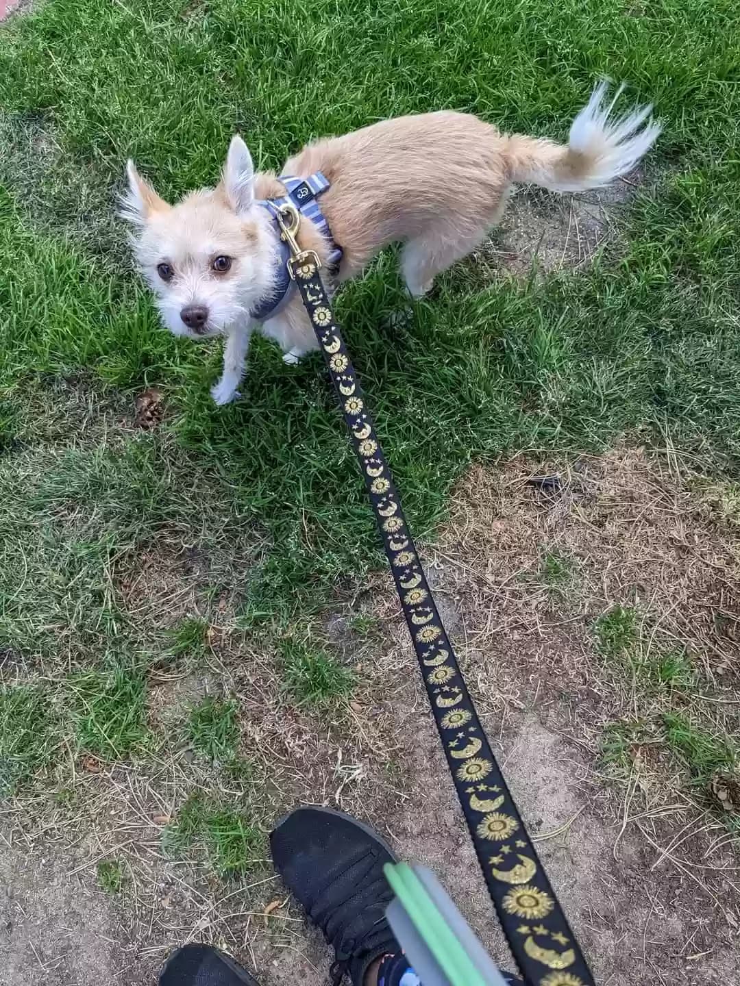Waffles, back home in Colorado