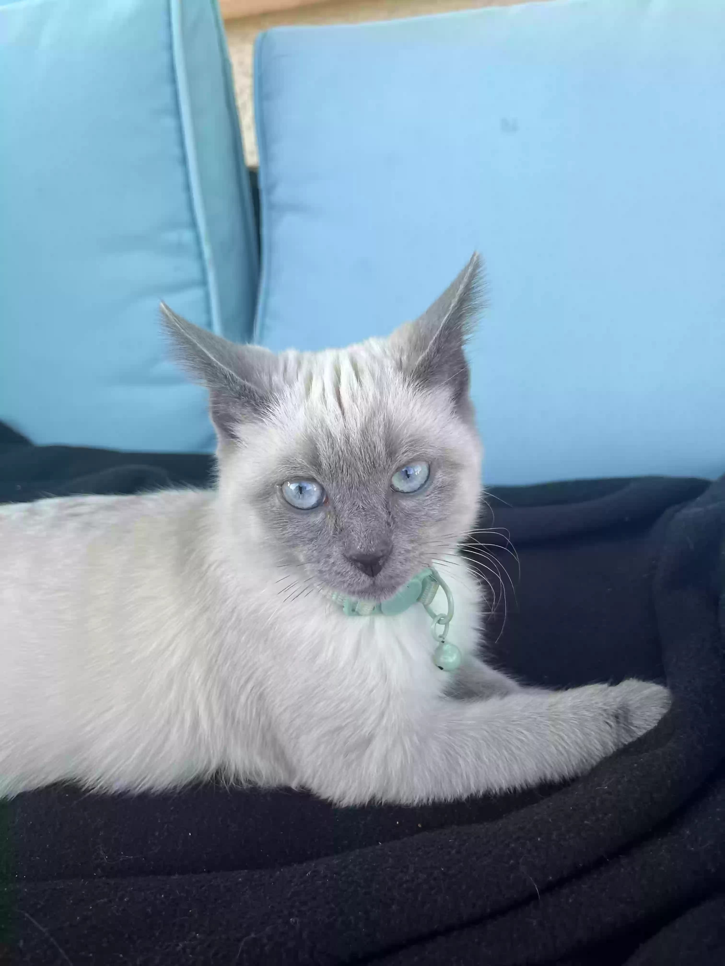 Mow mow, back home in Nevada