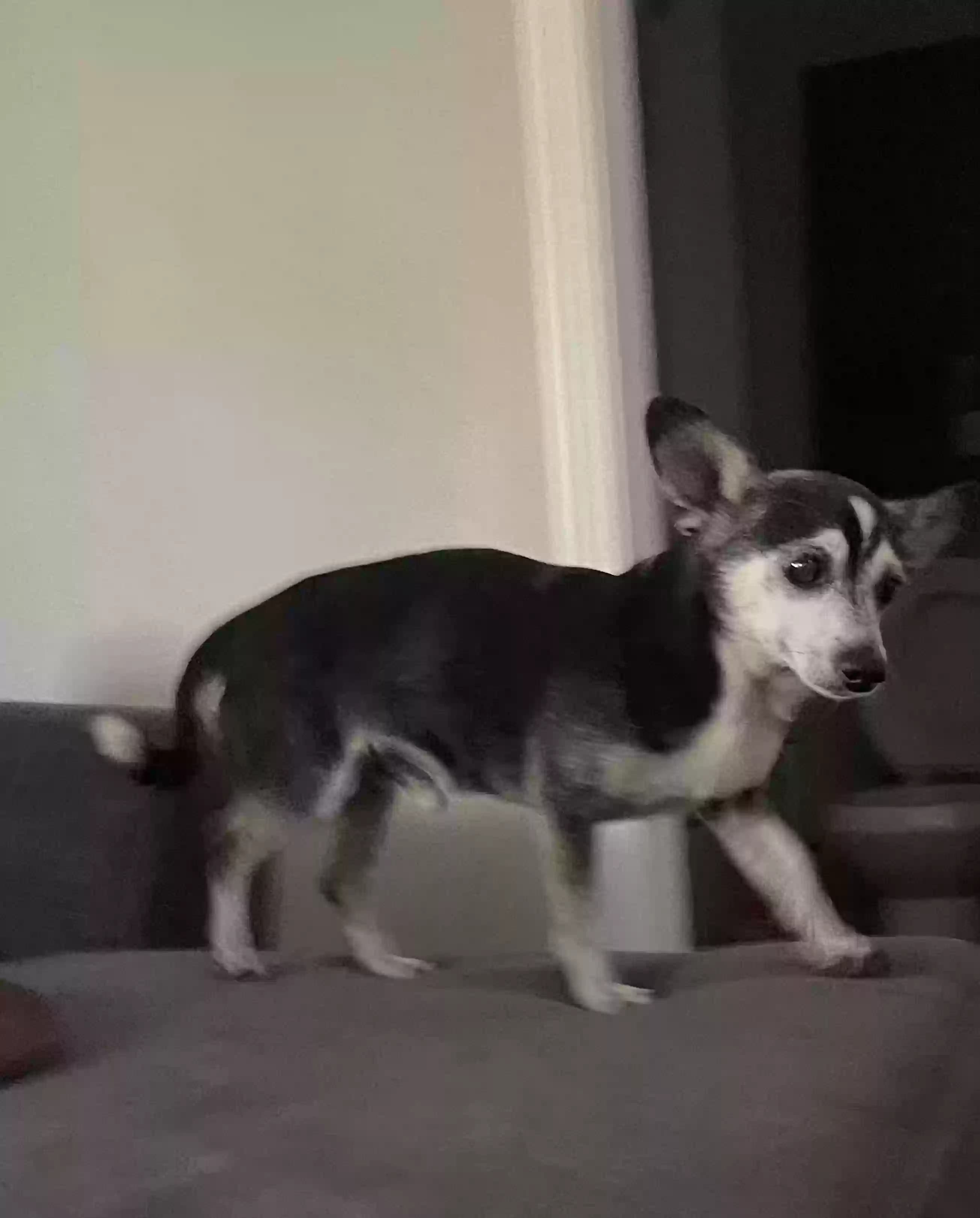 Rocky, back home in California