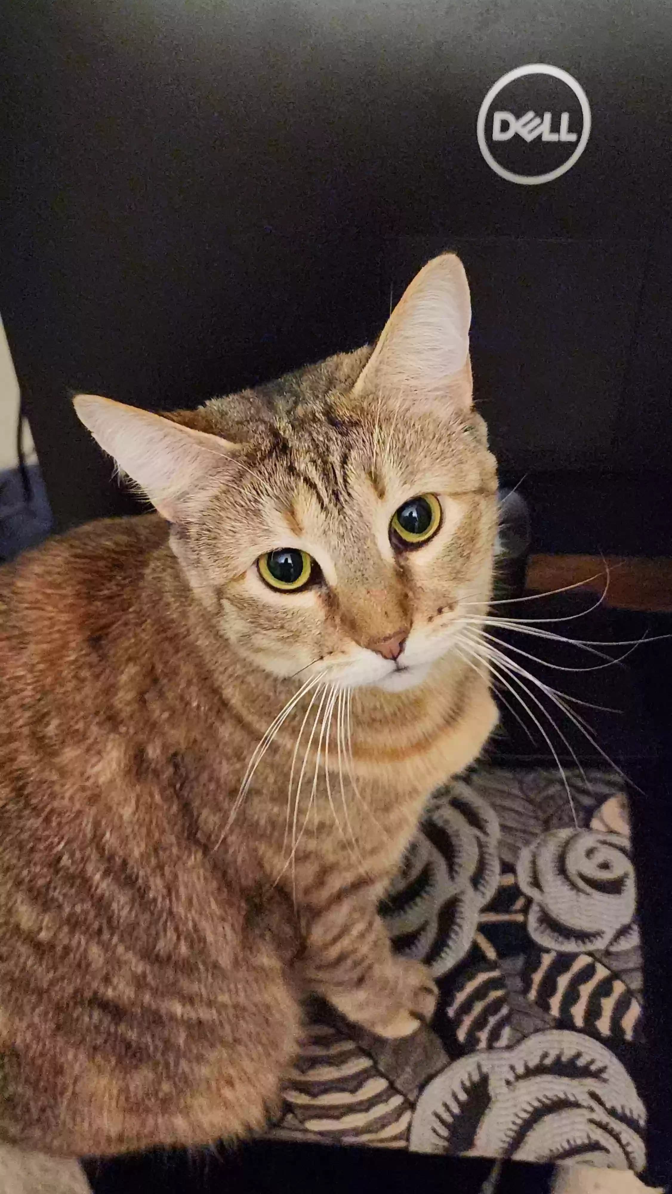 Danni, back home in Ohio