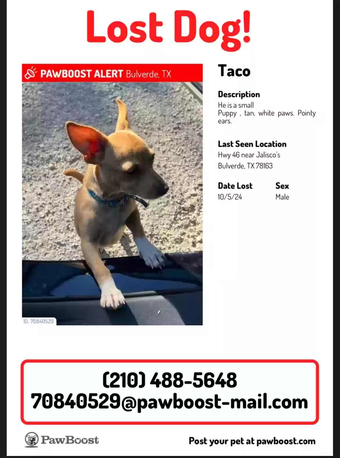Taco, back home in Texas