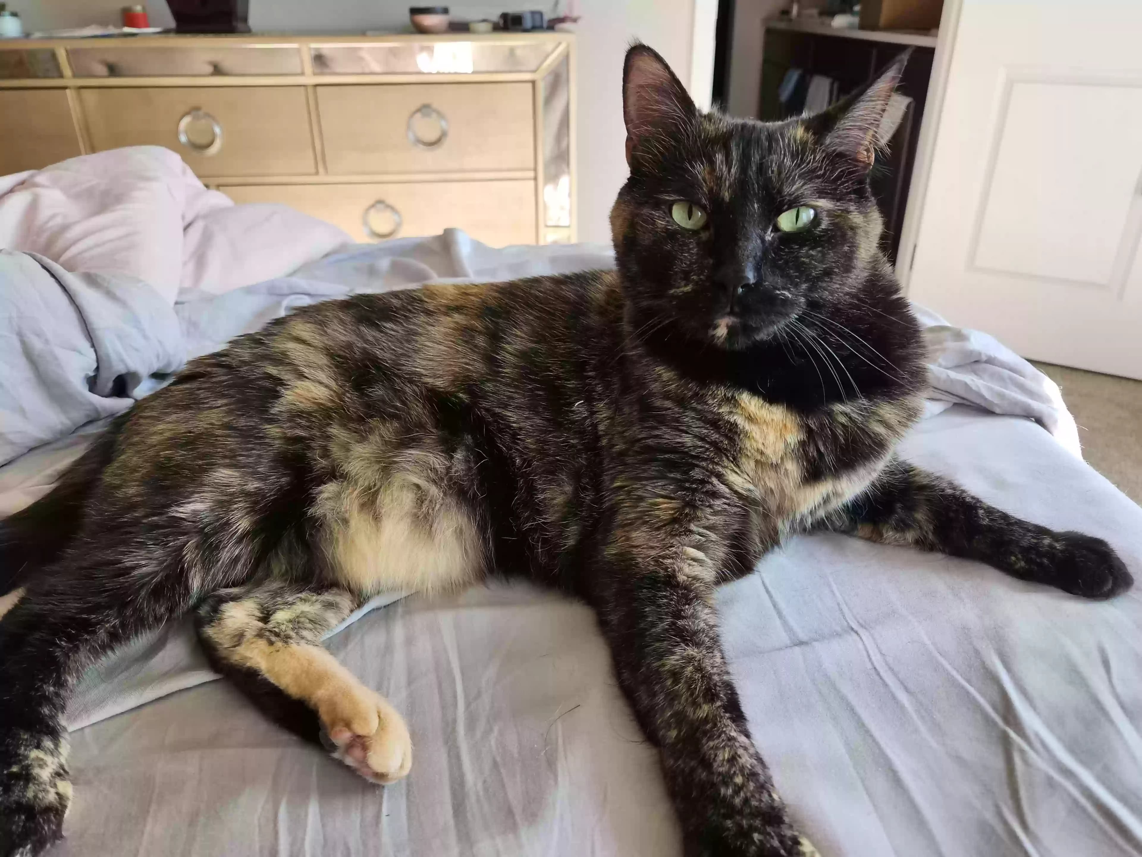 Diva, back home in Colorado