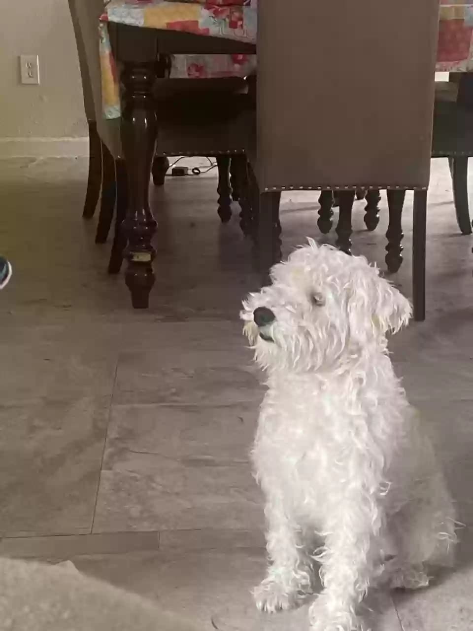 Bombon, back home in Texas