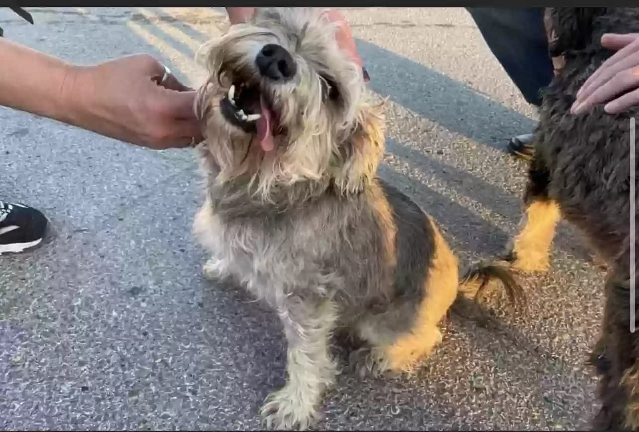 Mr. Bean, back home in Texas