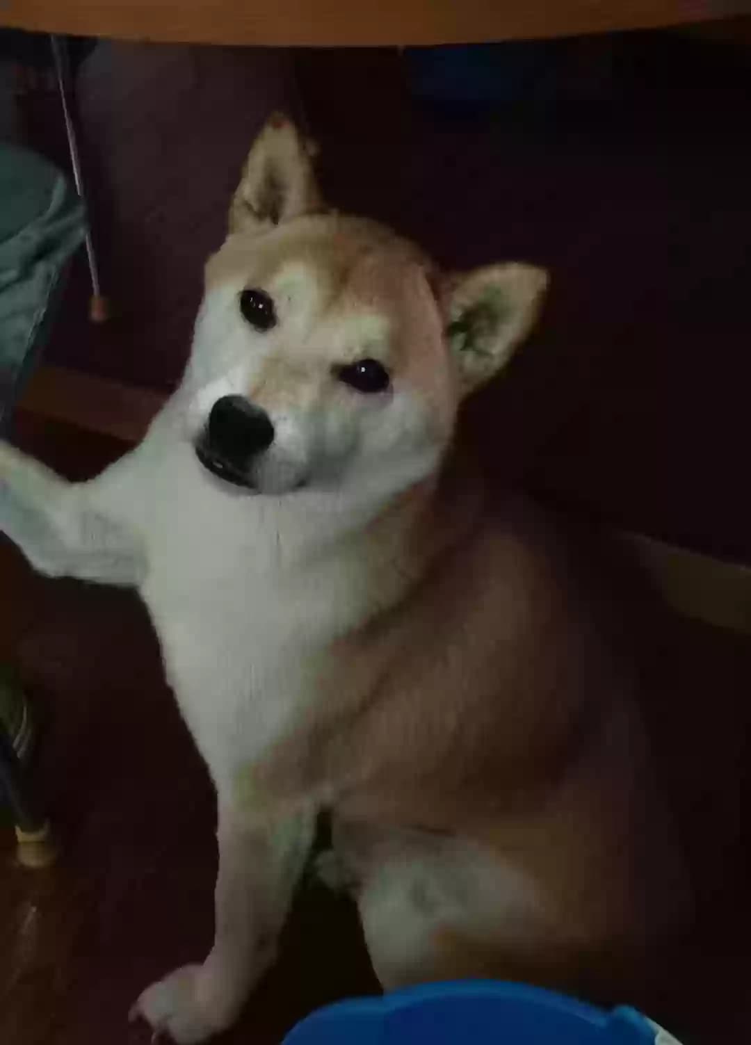 Goku, back home in California