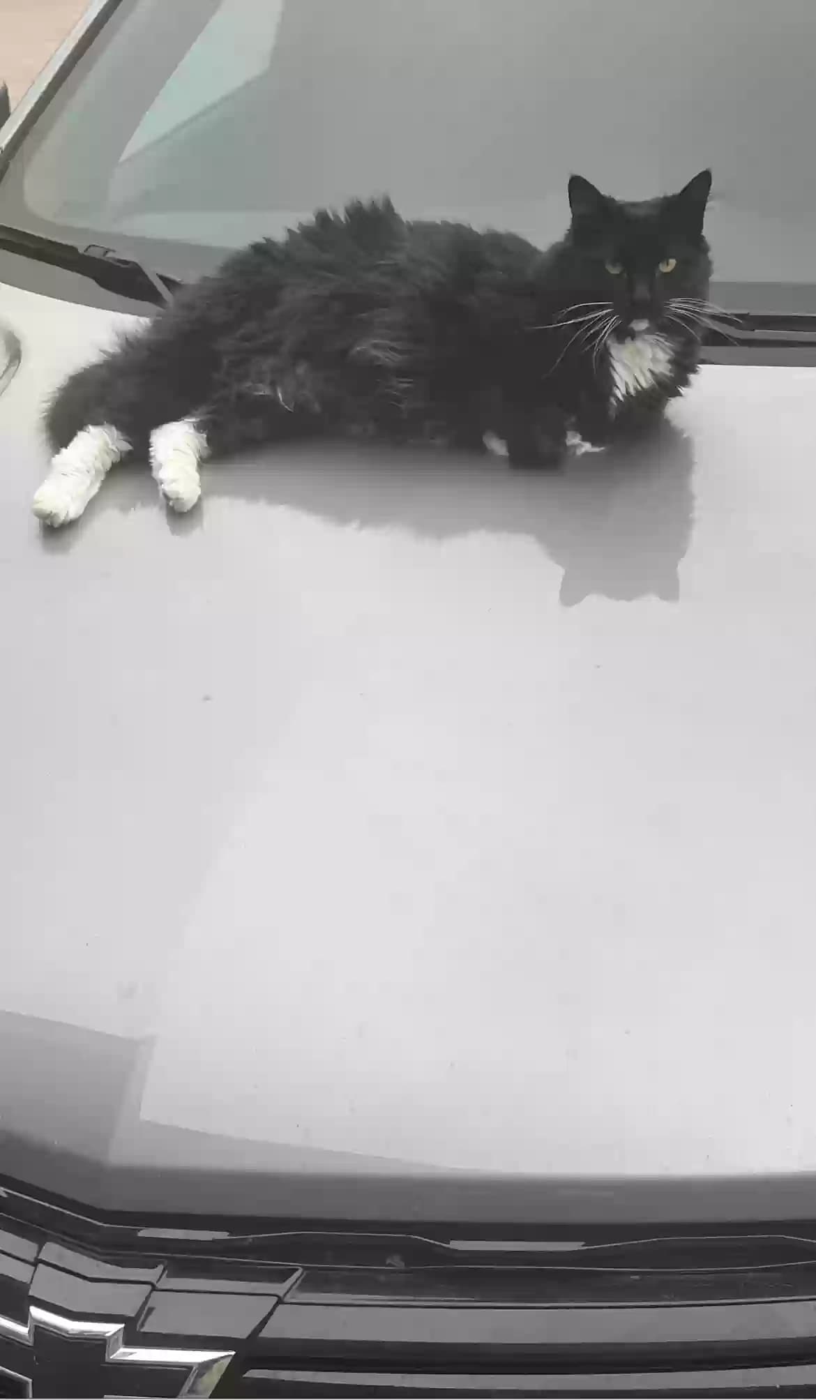 Soxy, back home in Texas