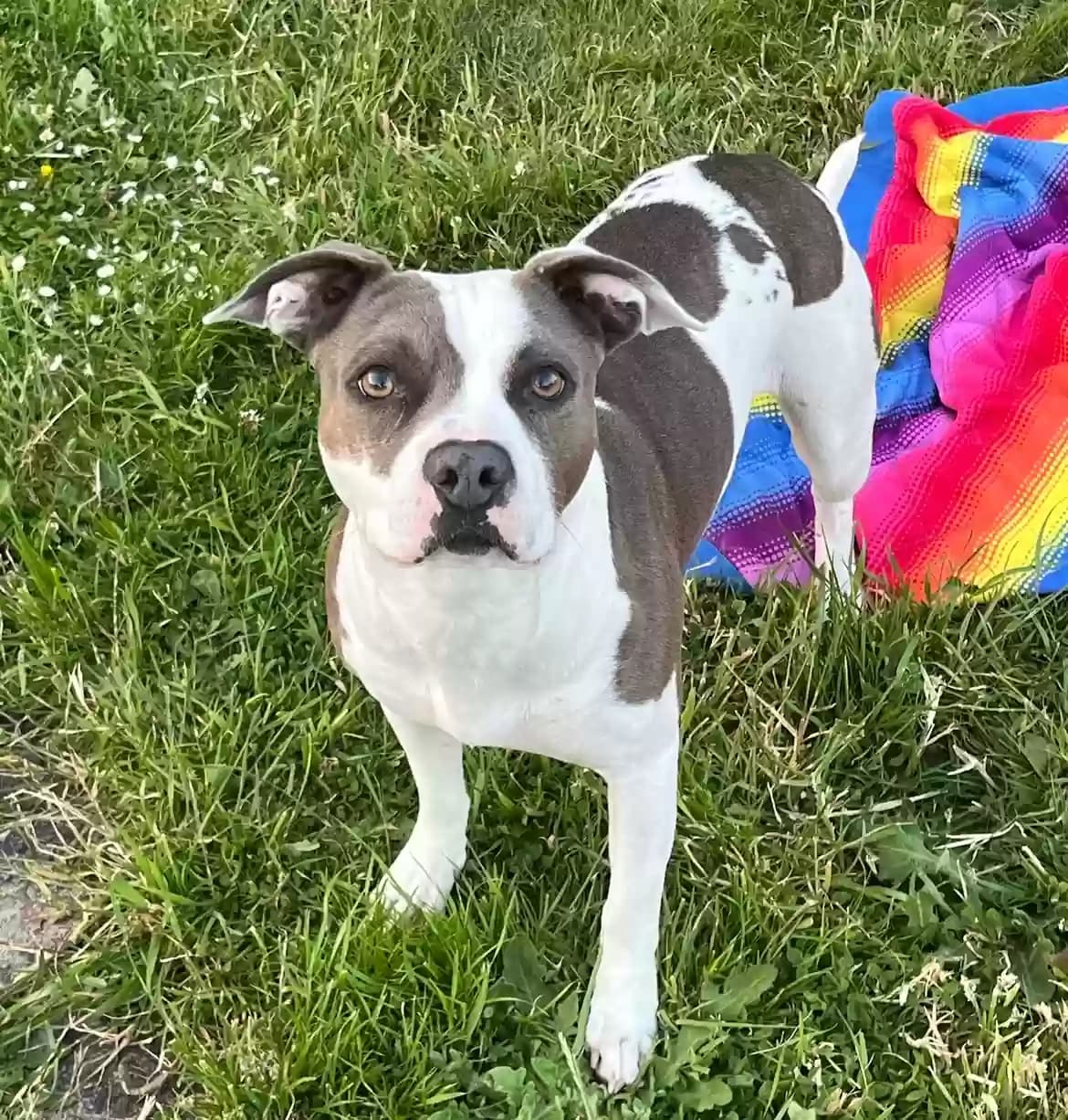 Bella, back home in Washington
