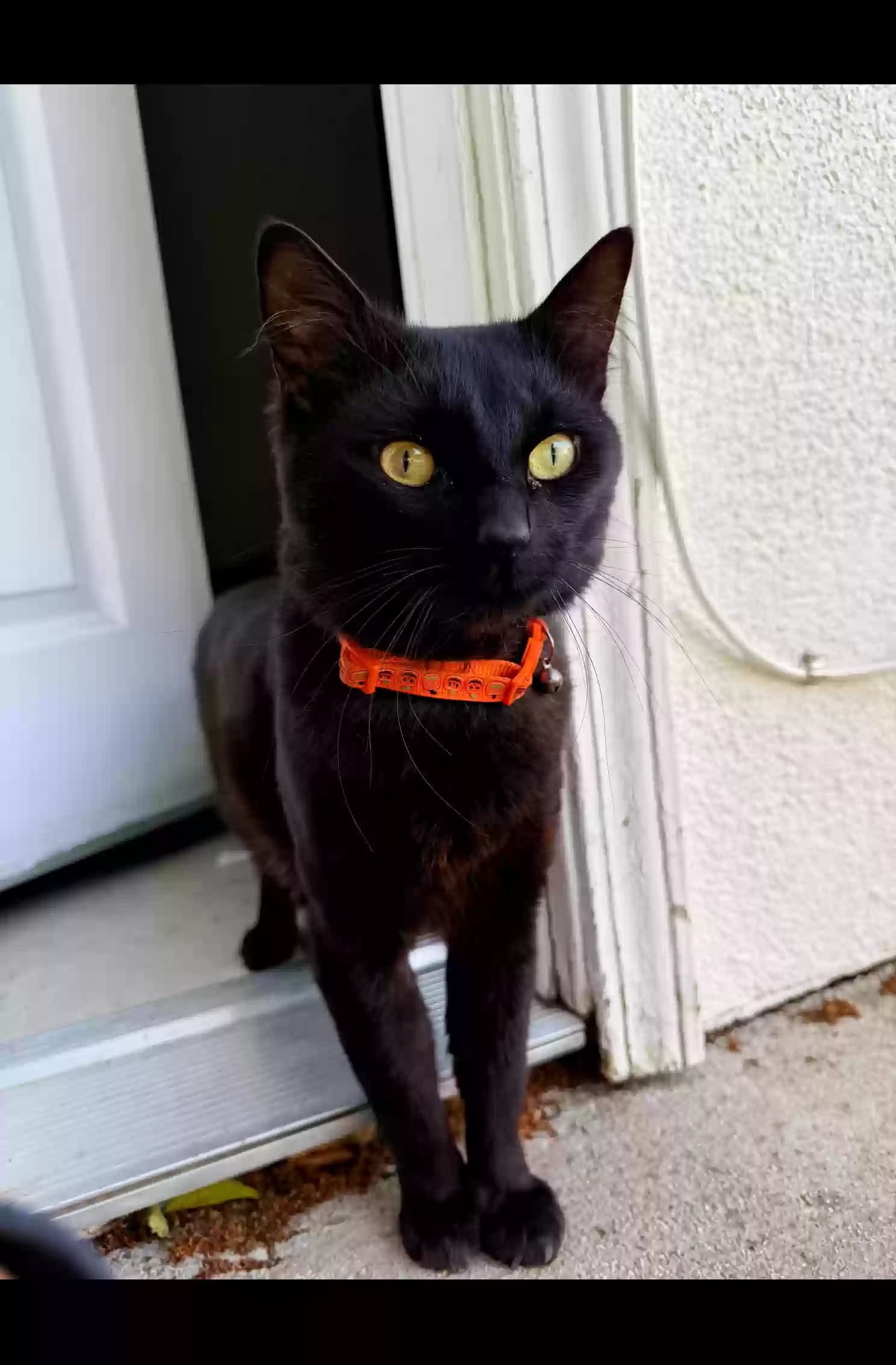 Biscuit, back home in California
