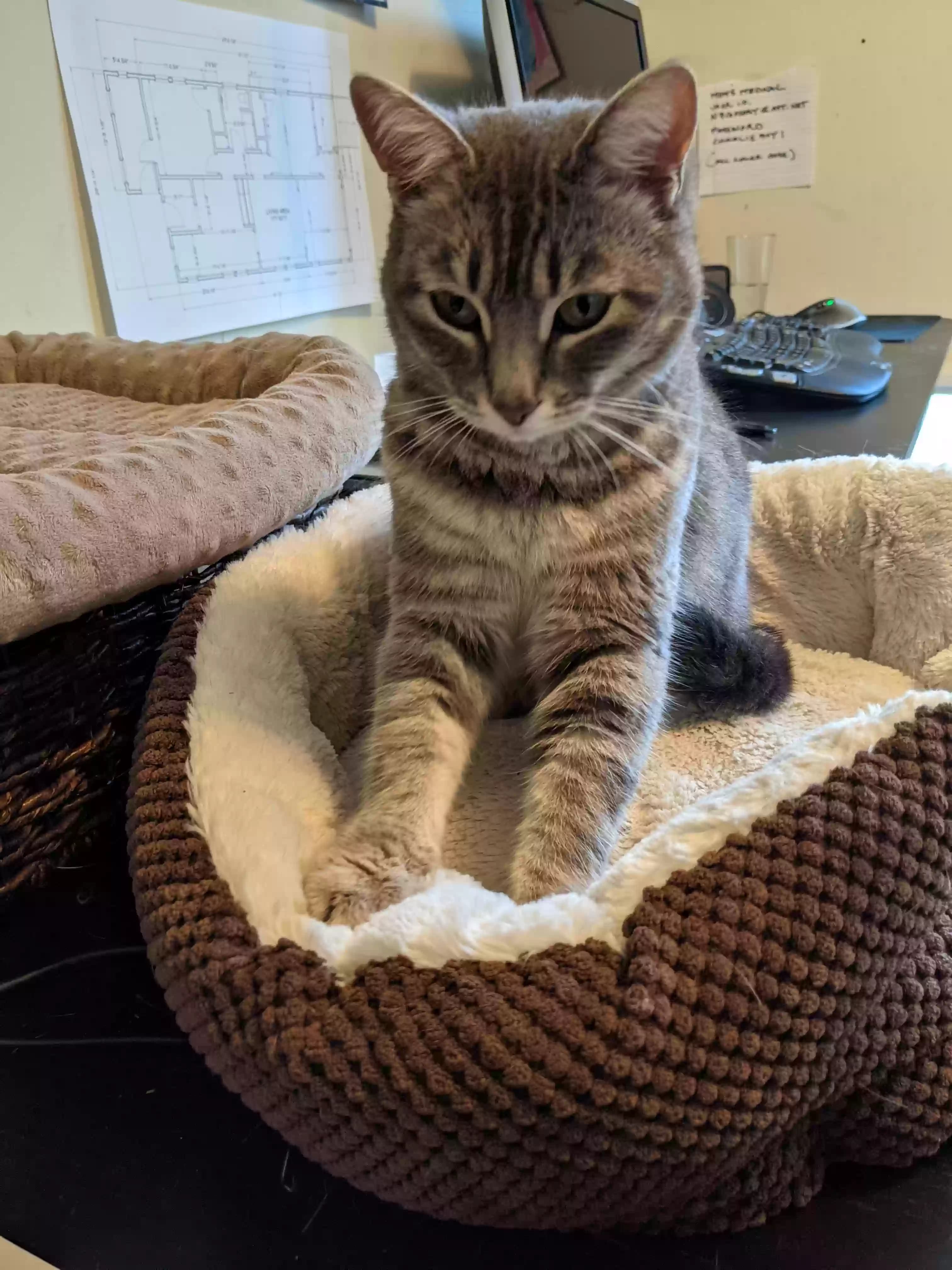 Bean, back home in California