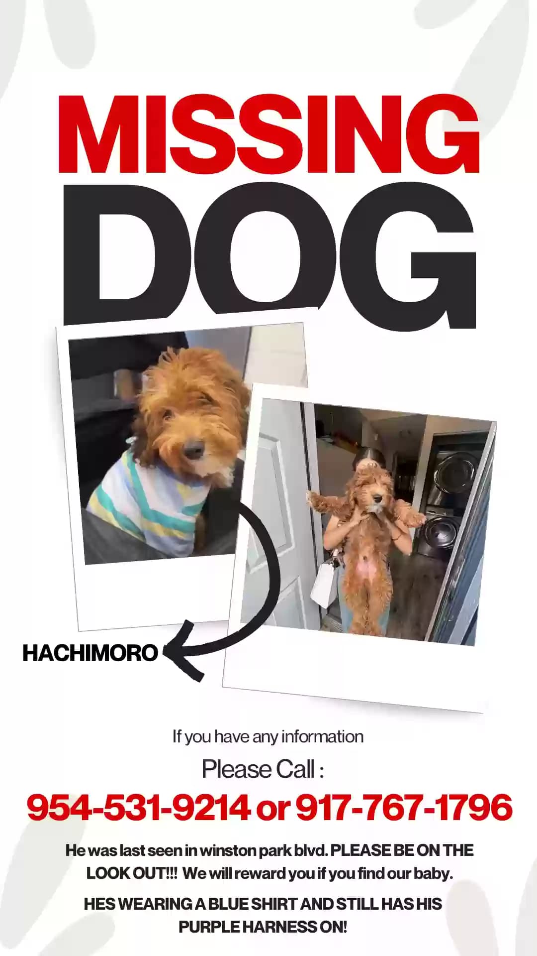 Hatchimoro, back home in Florida