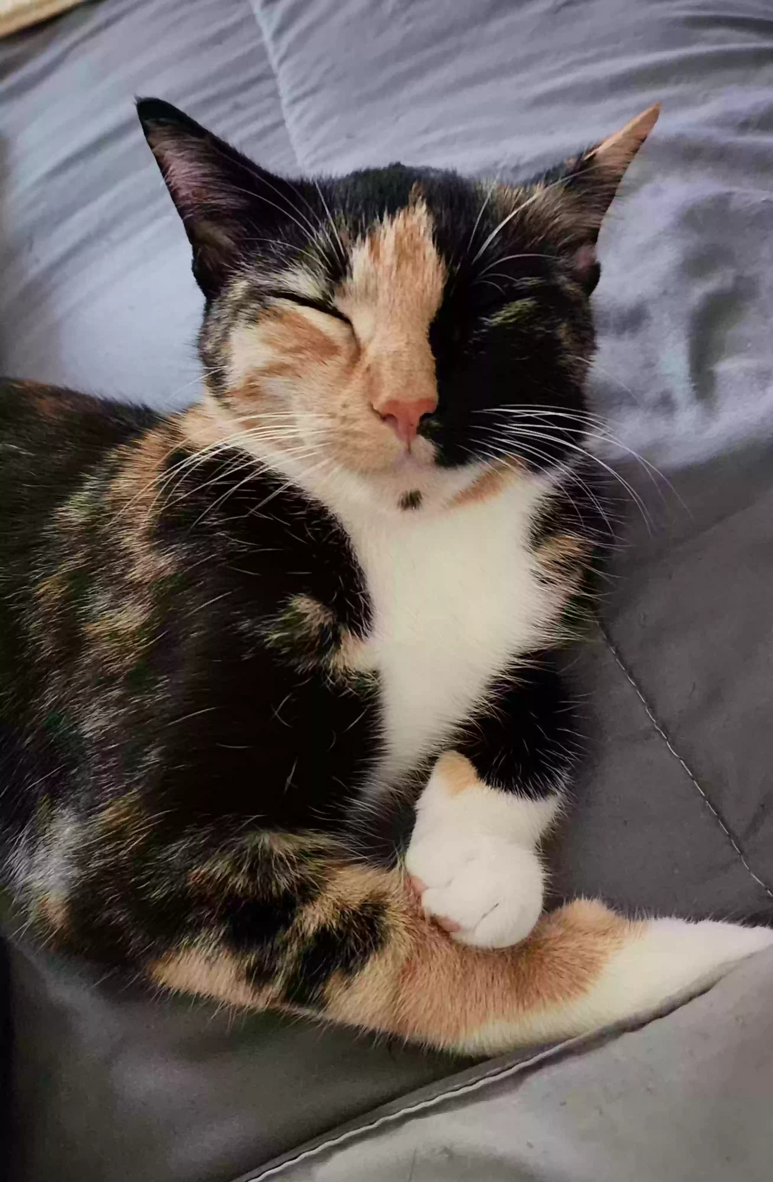 Punkie, back home in New York