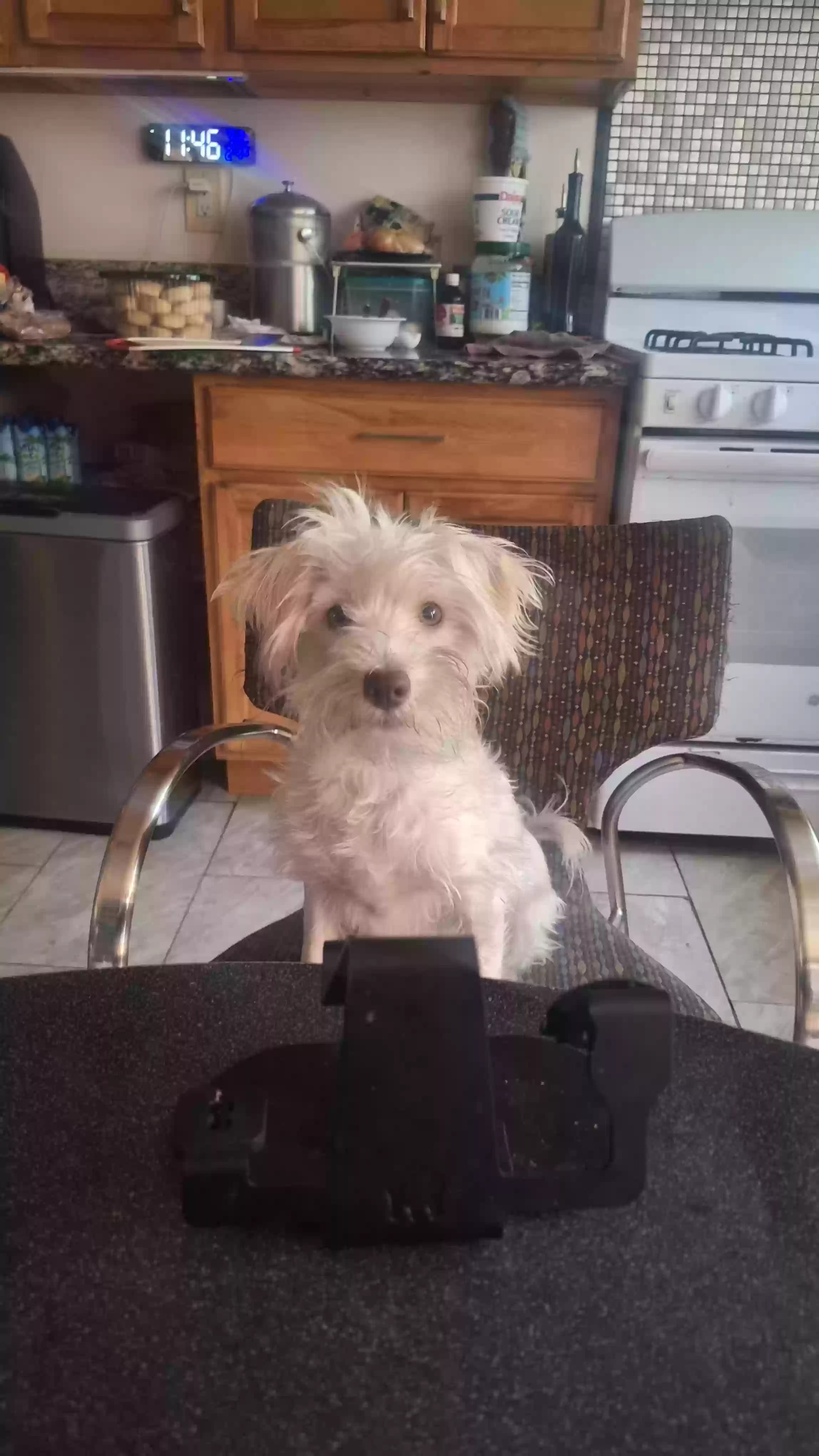 Thor, back home in California