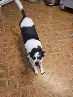 Puppy Doo, back home in Texas