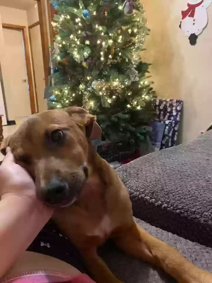 Rocky, back home in Tennessee