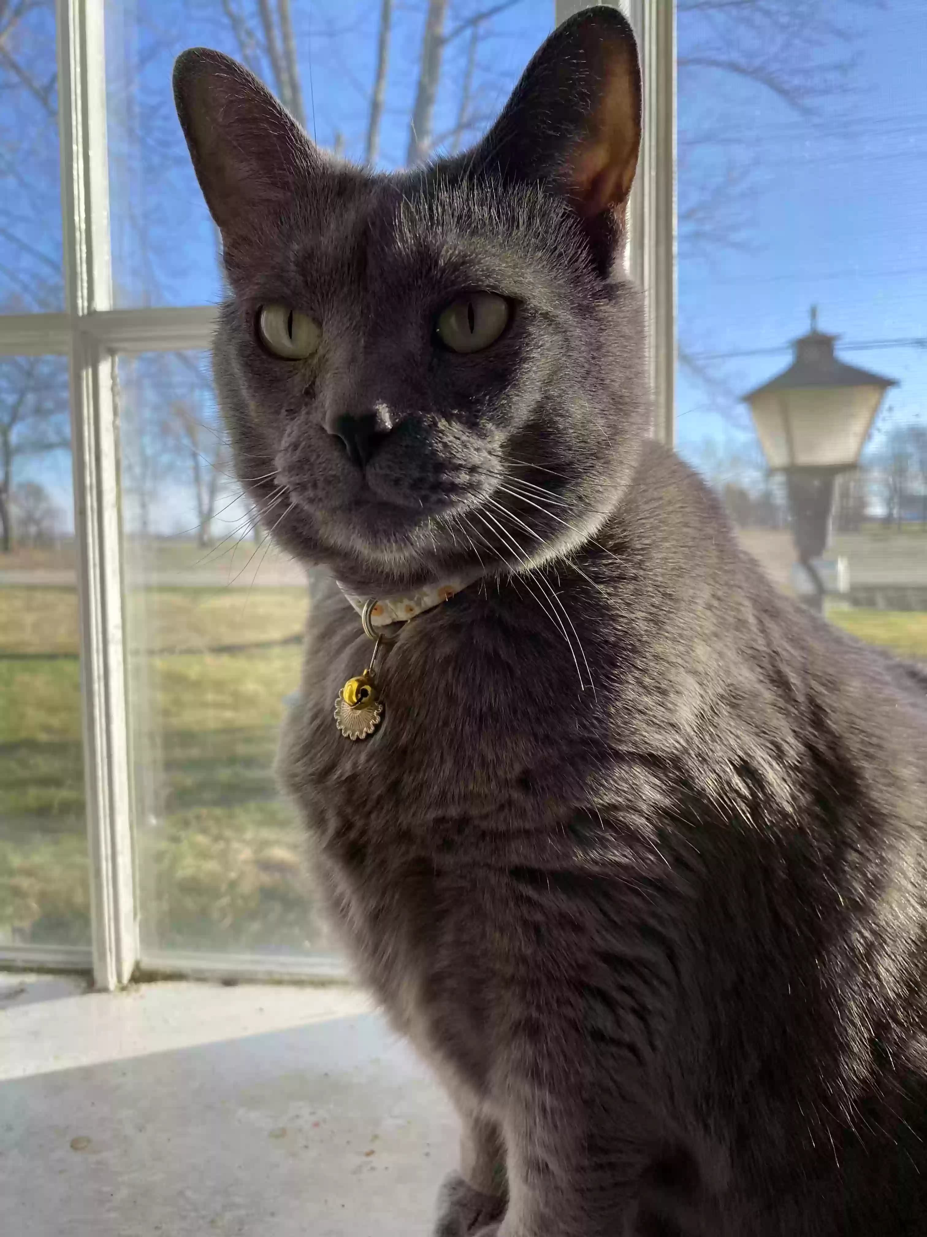 Lucky, back home in Ohio