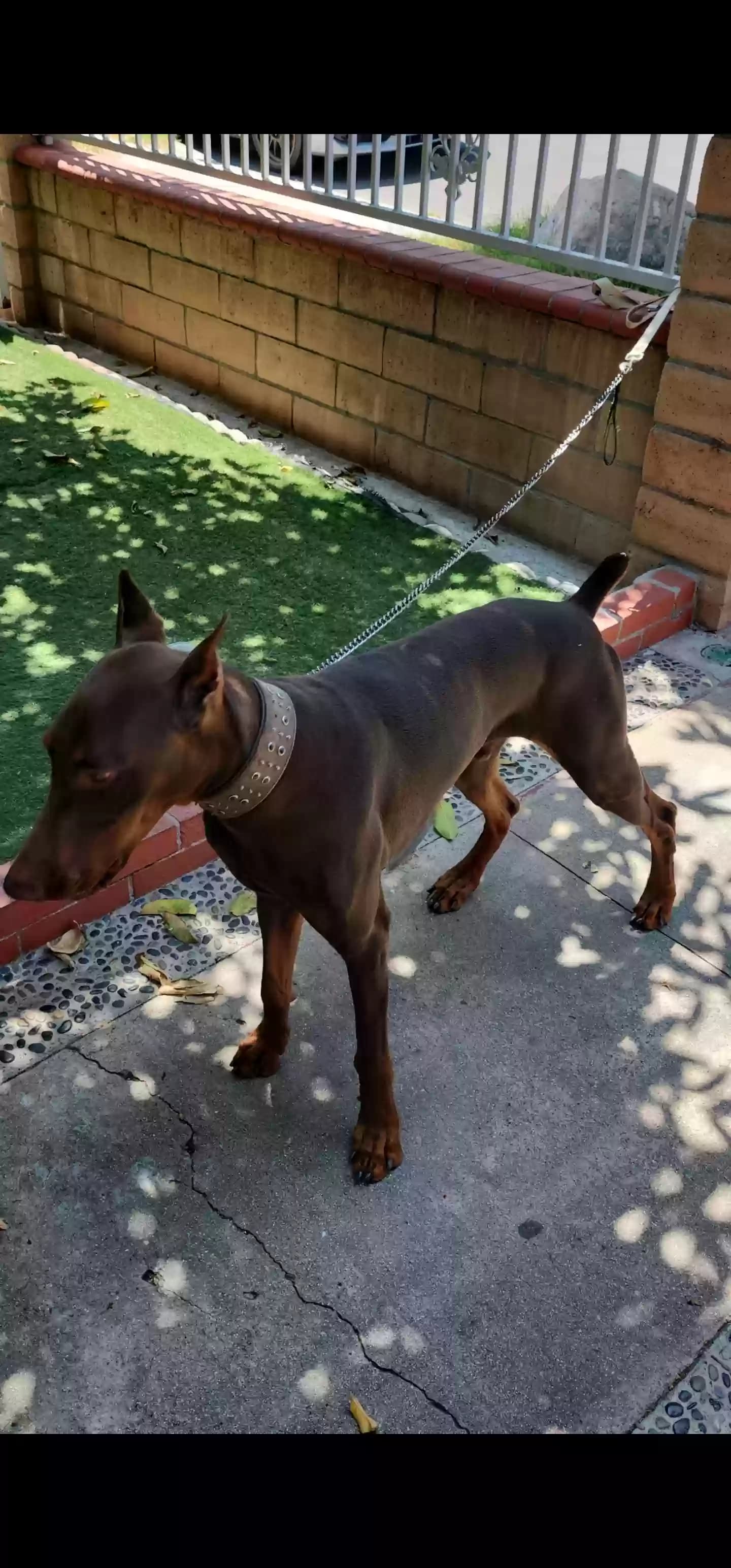 Rocky, back home in California