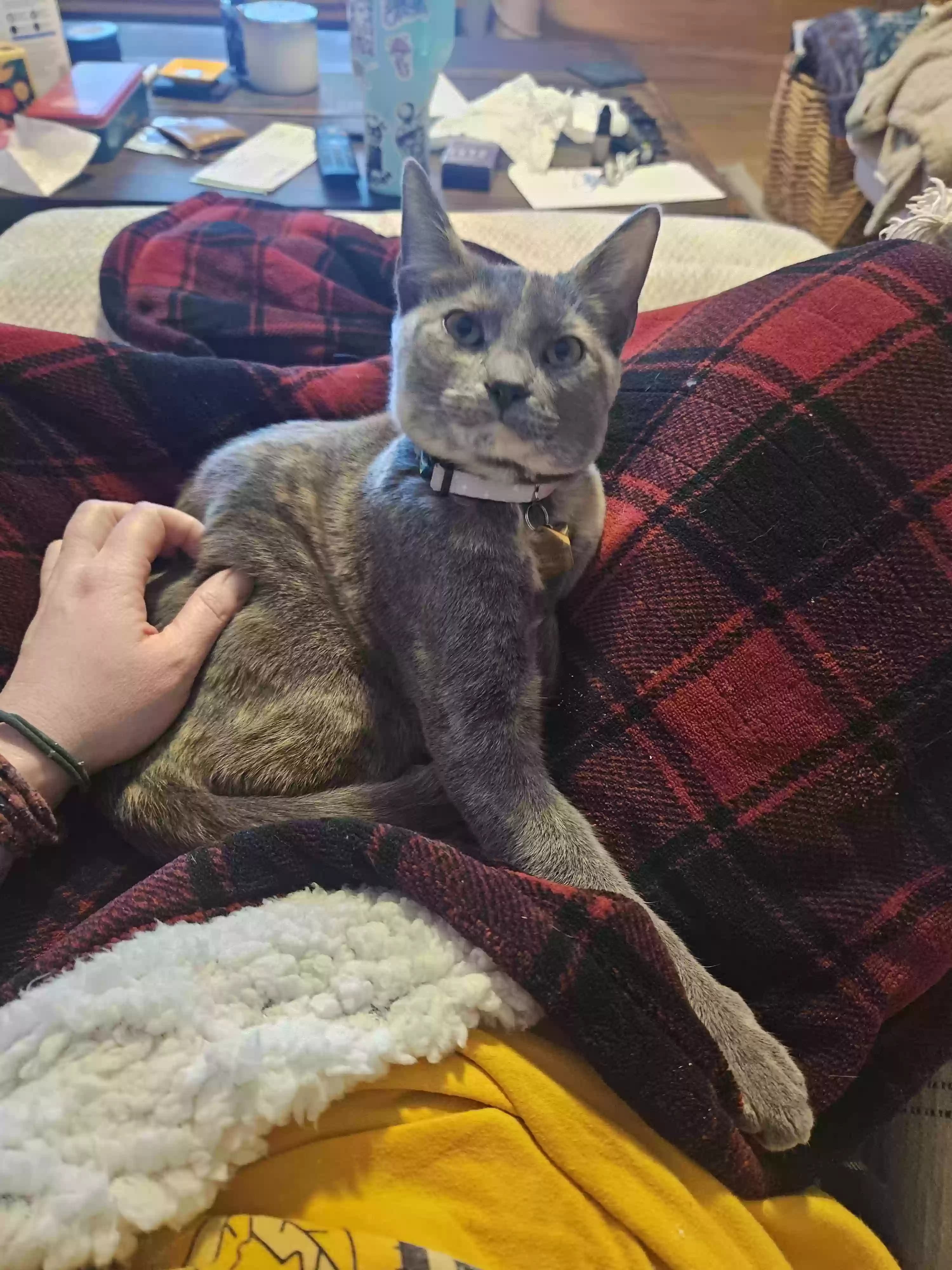 Noodle, back home in Georgia
