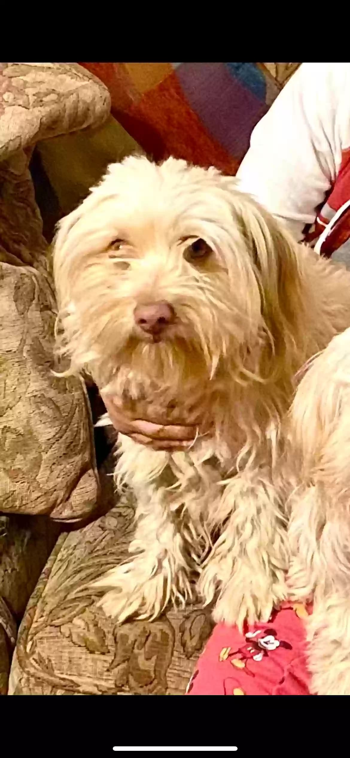 Rufus, back home in Arizona