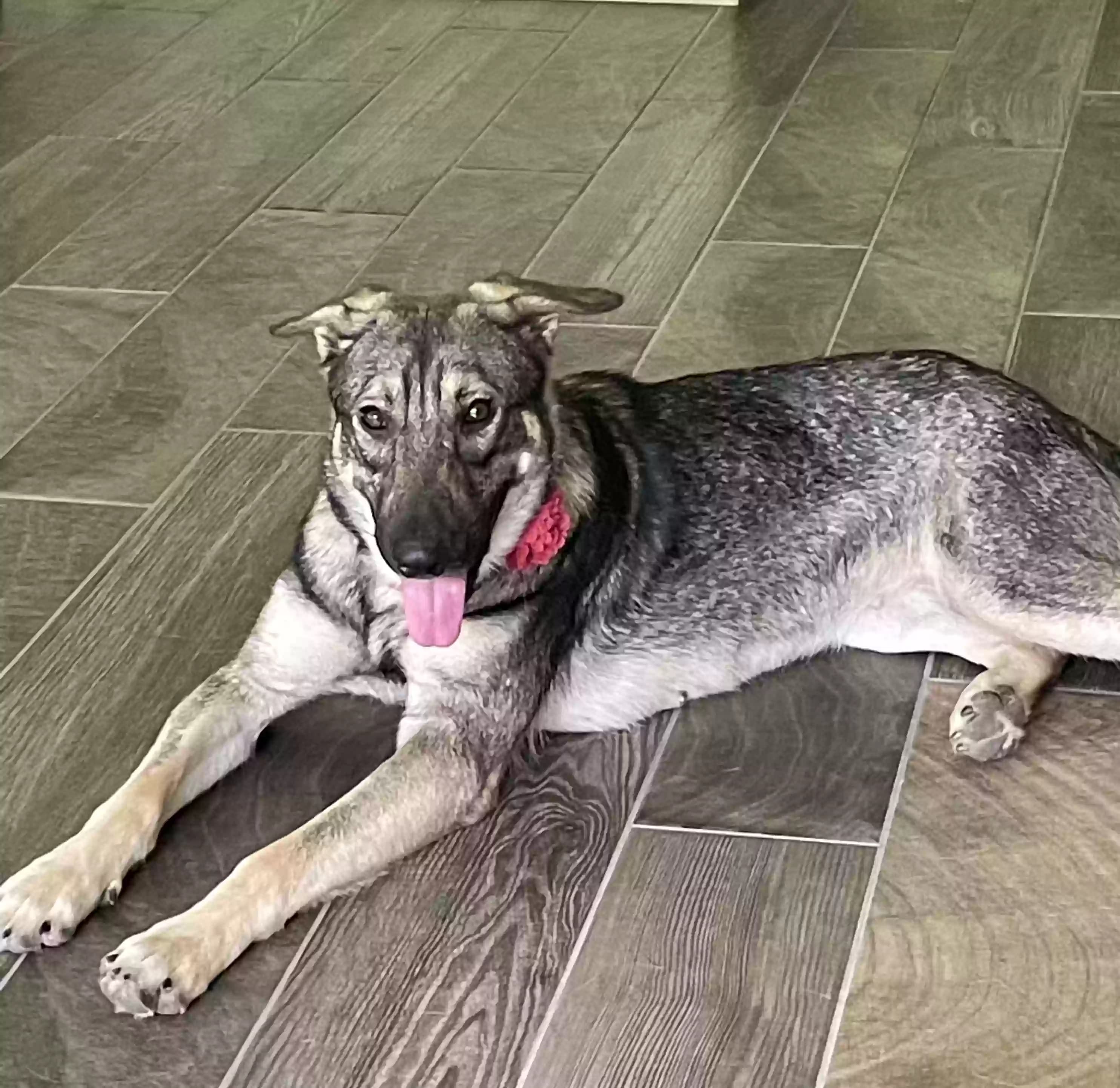 Freyja, back home in Texas