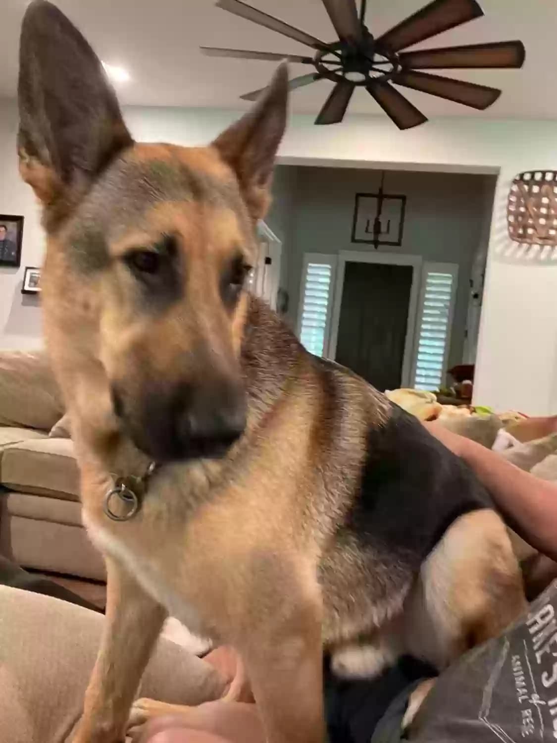 Fritz, back home in Texas