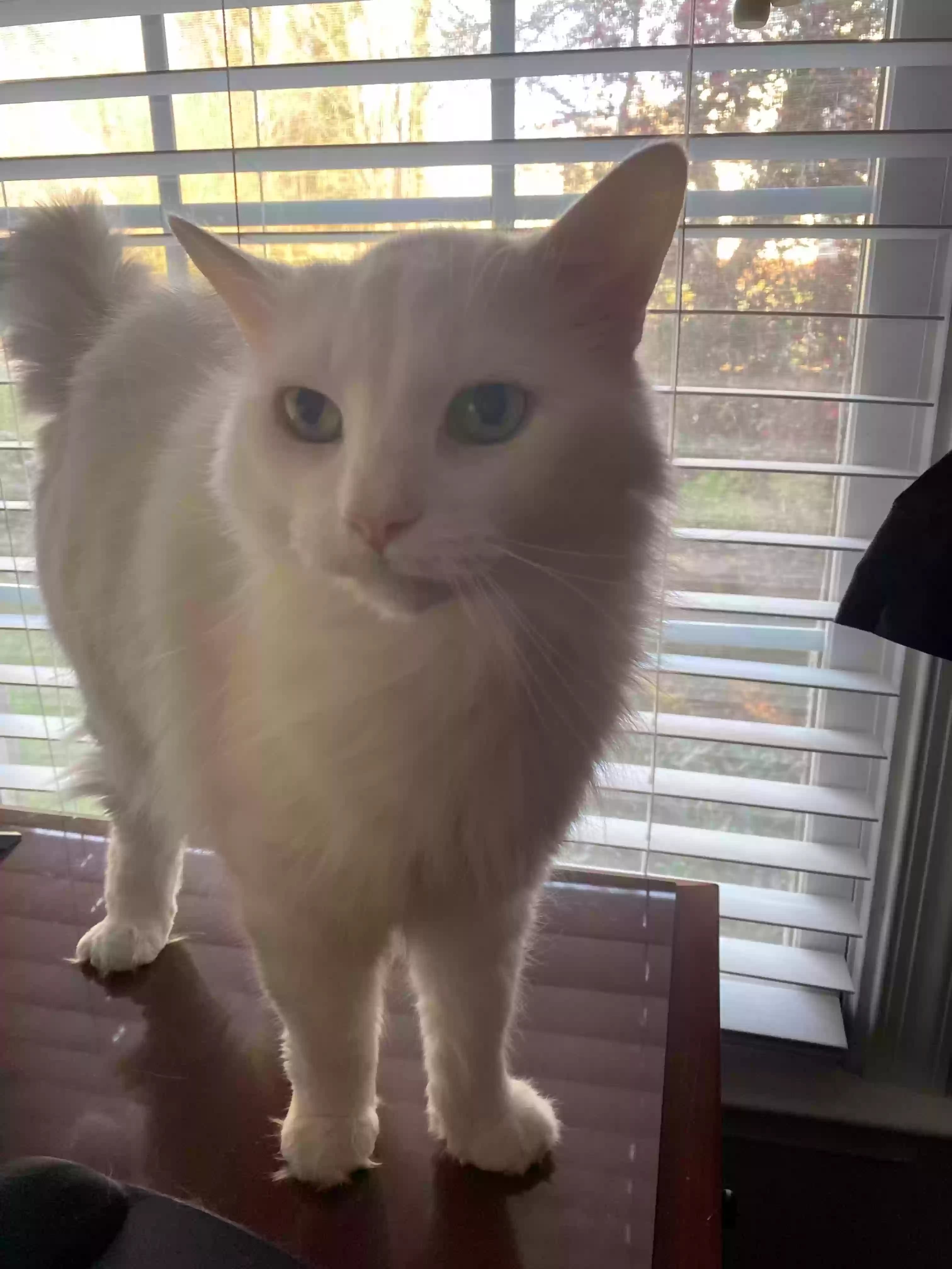 Gizzy, back home in North Carolina